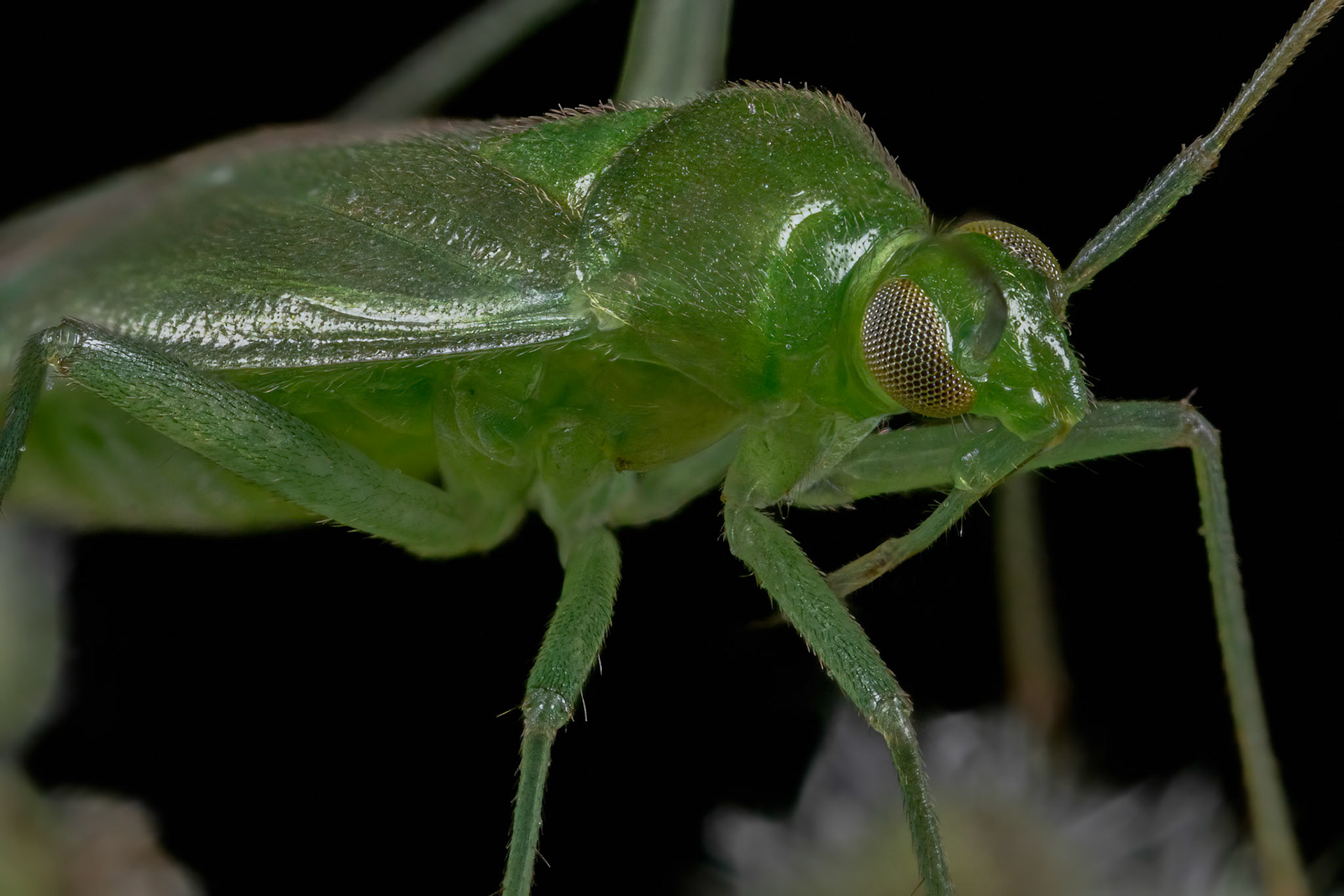 Common Green Capsid (Lygocoris pabulinus)
