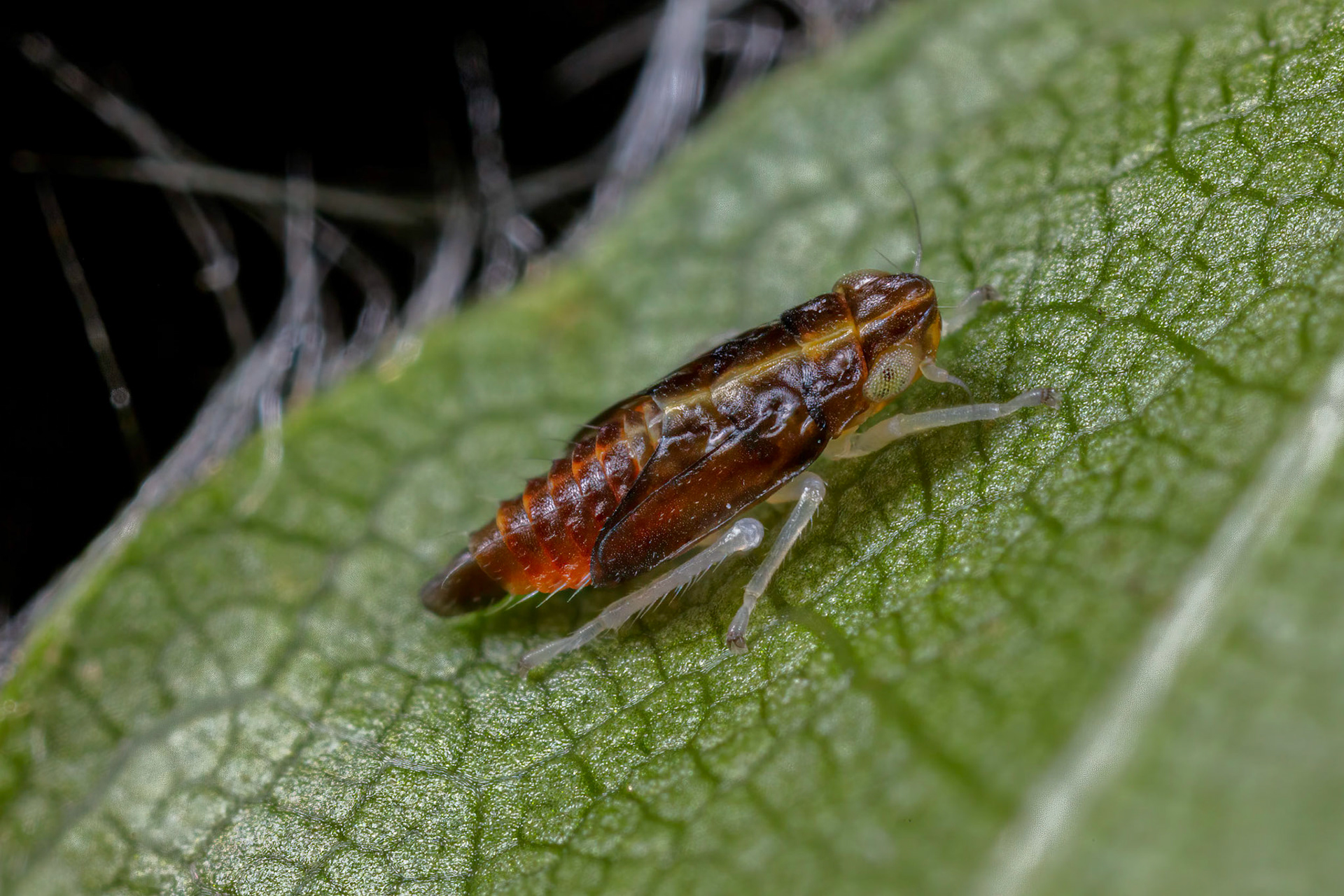 Uknown Leafhopper Nymph (Cicadellidae)