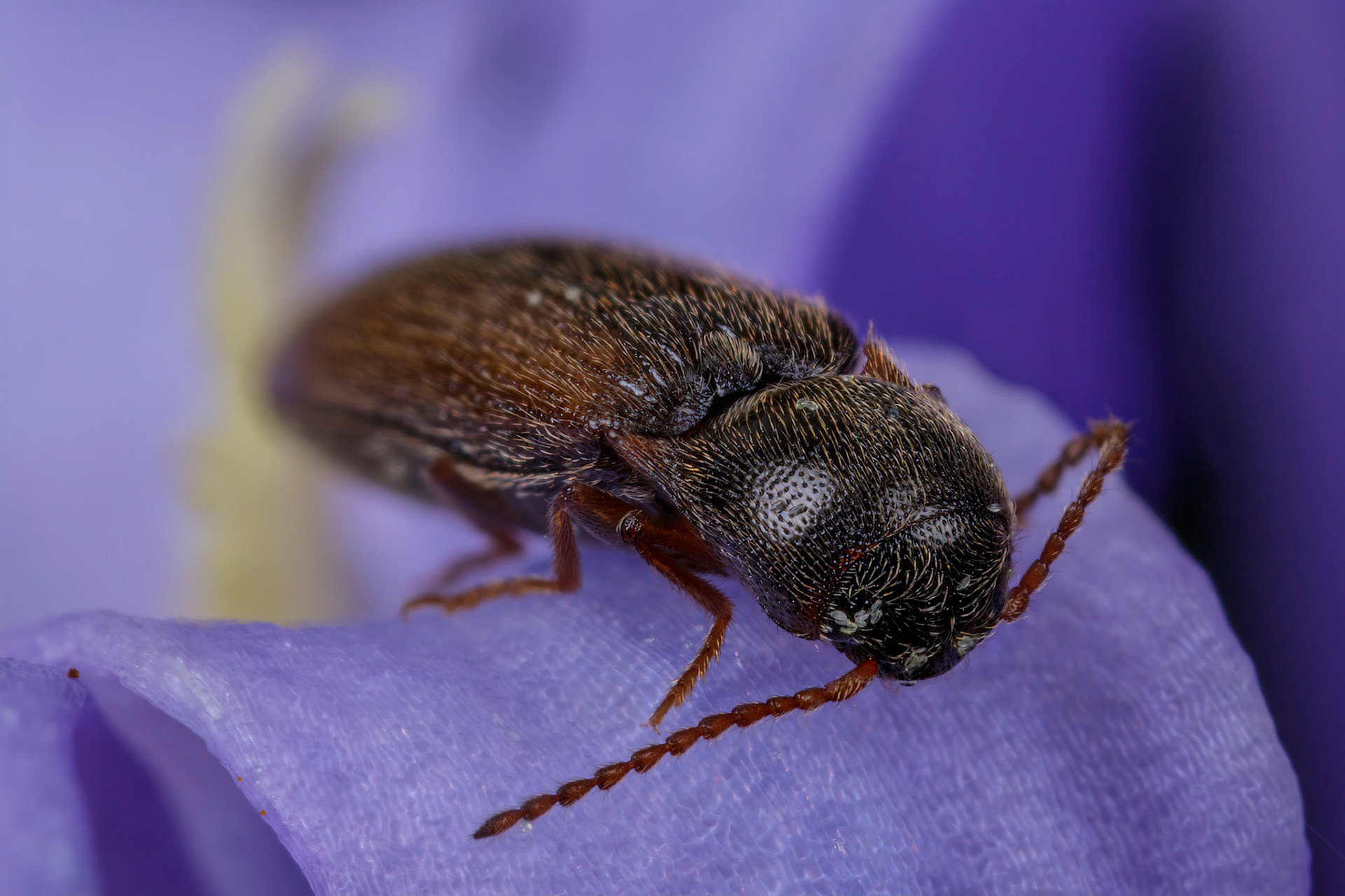 Click Beetle