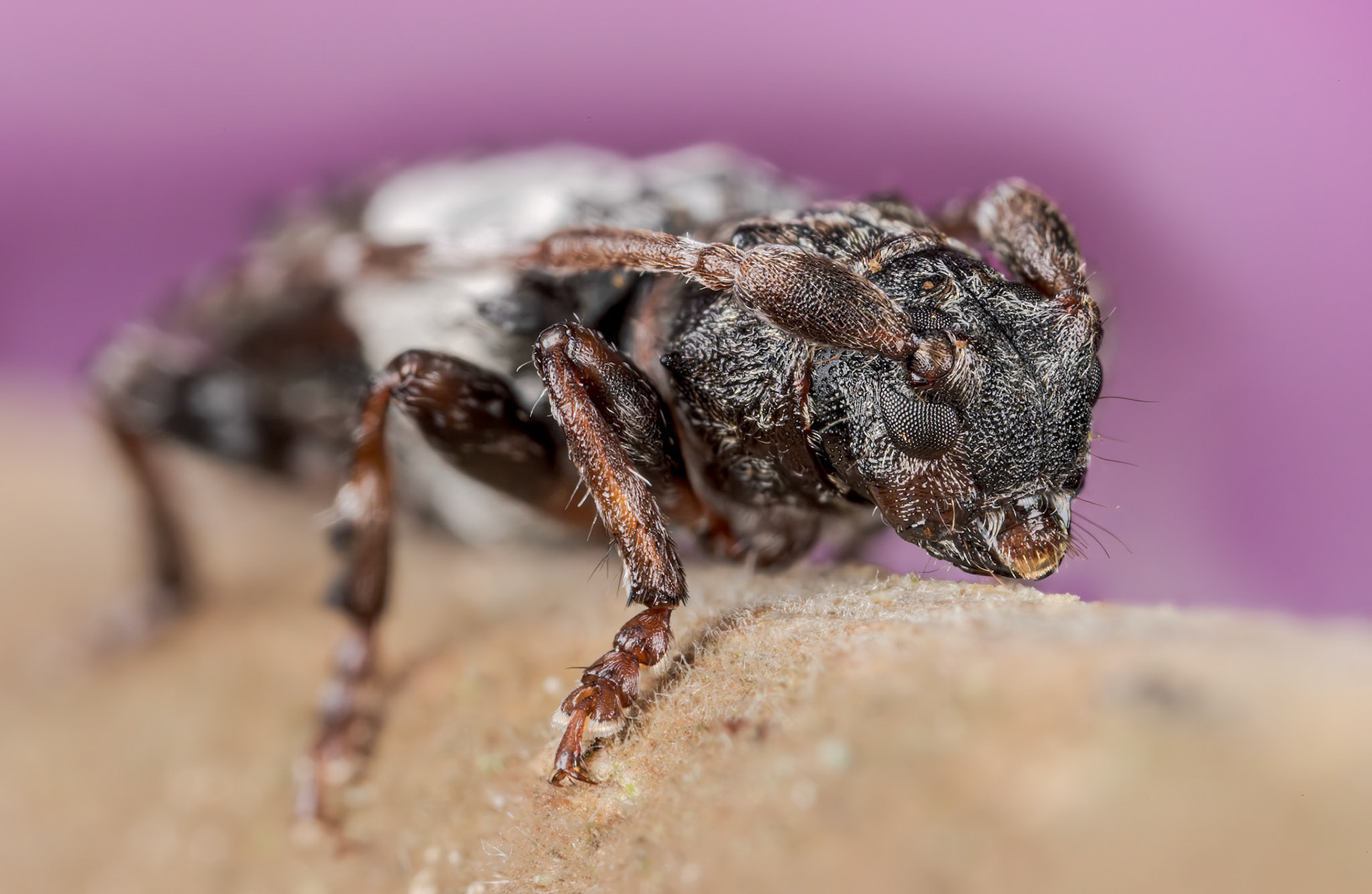 Greater Thorn-tipped Longhorn Beetle (Pogonocherus hispidulus)