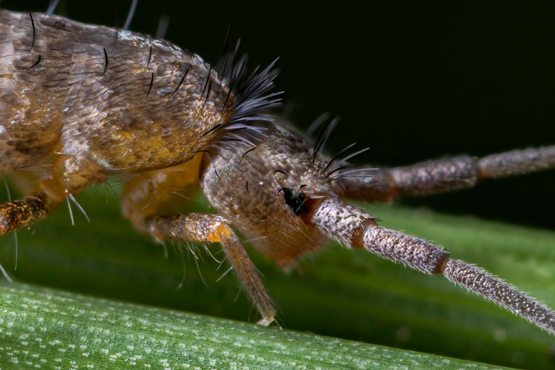 Springtail (Tomoceridae)