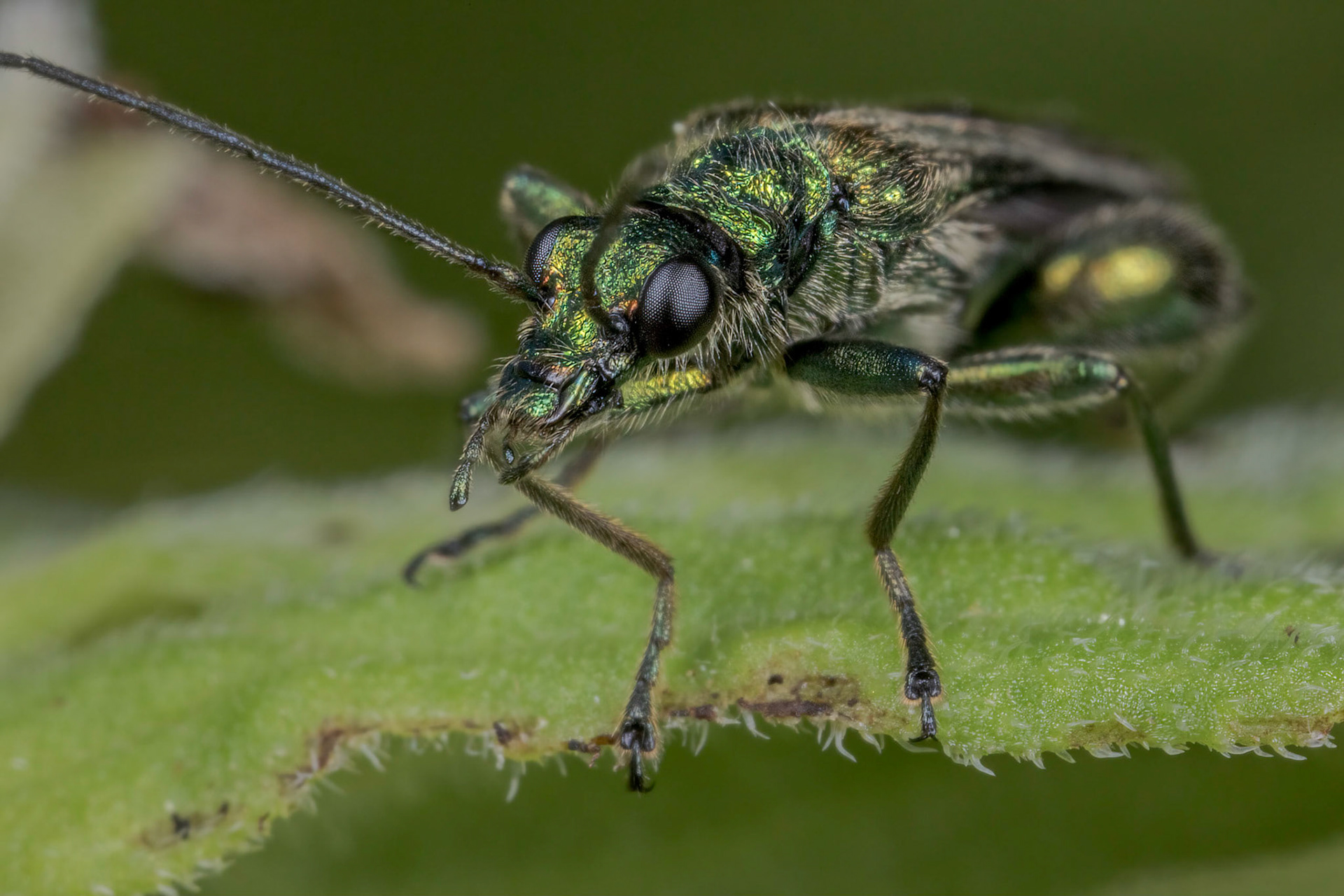 Thick-legged Flower Beetle (Oedemera nobilis)