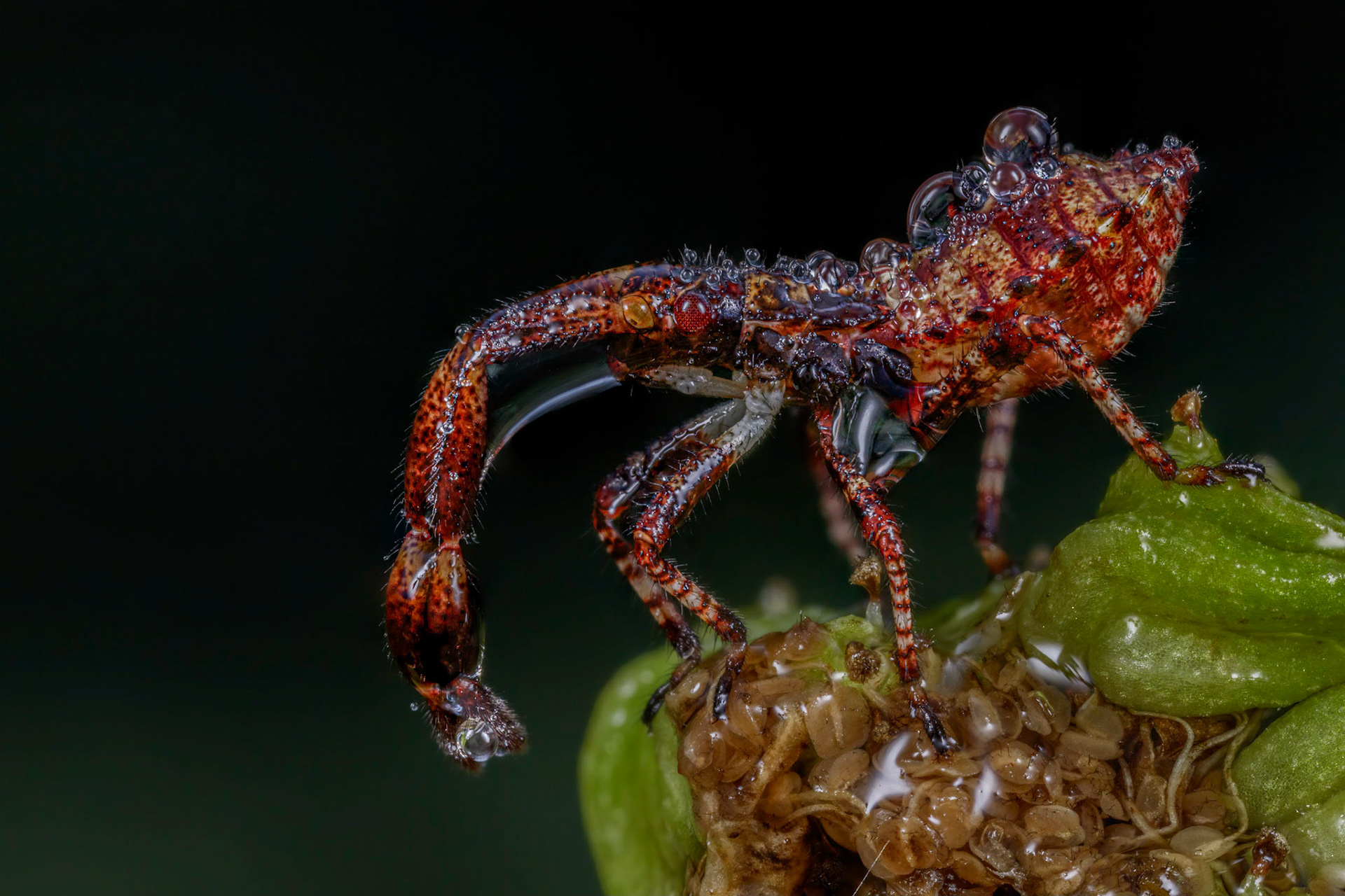 Dock Bug Nymph (Coreus marginatus)