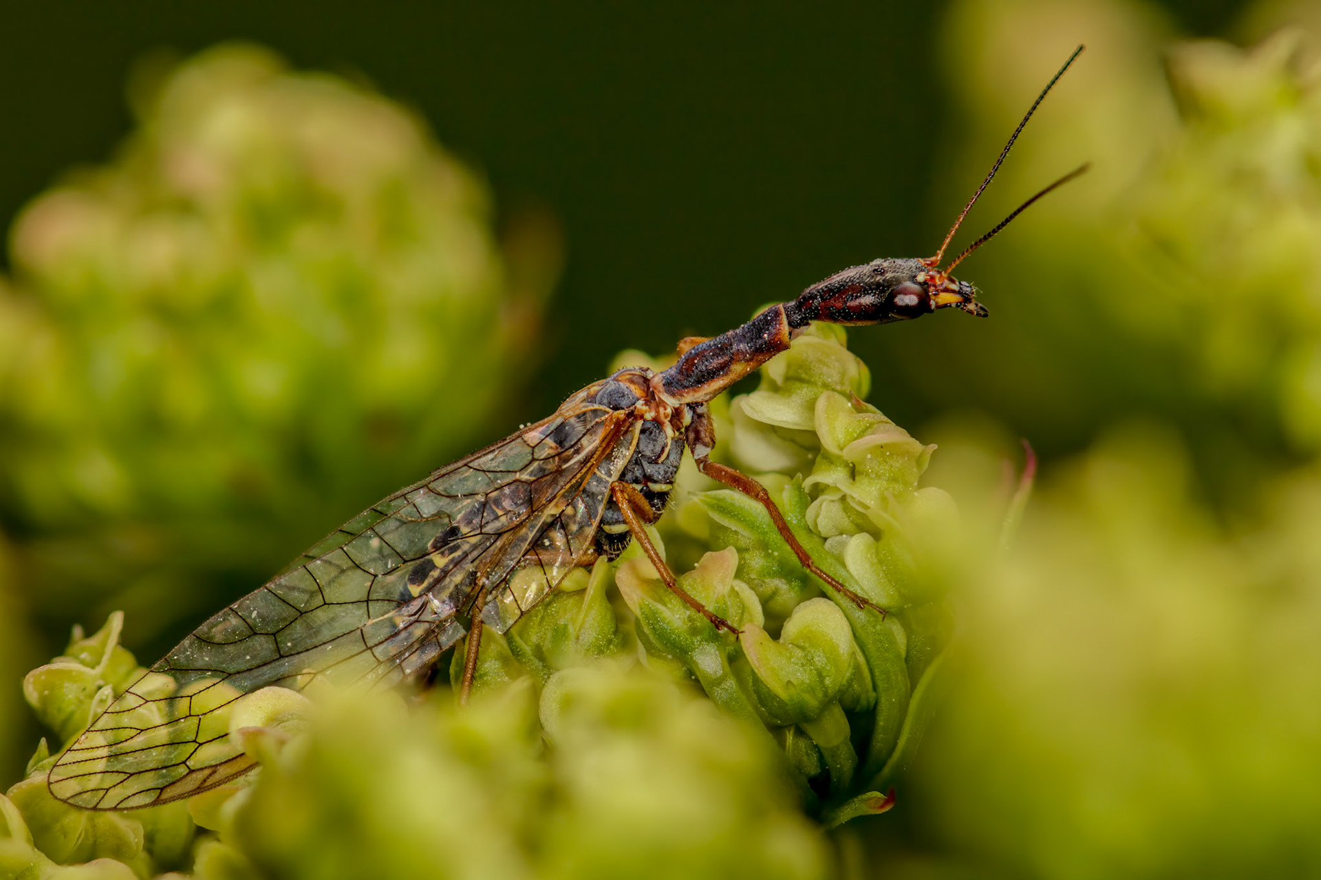 Snakefly (Xanthostigma xanthostigma)
