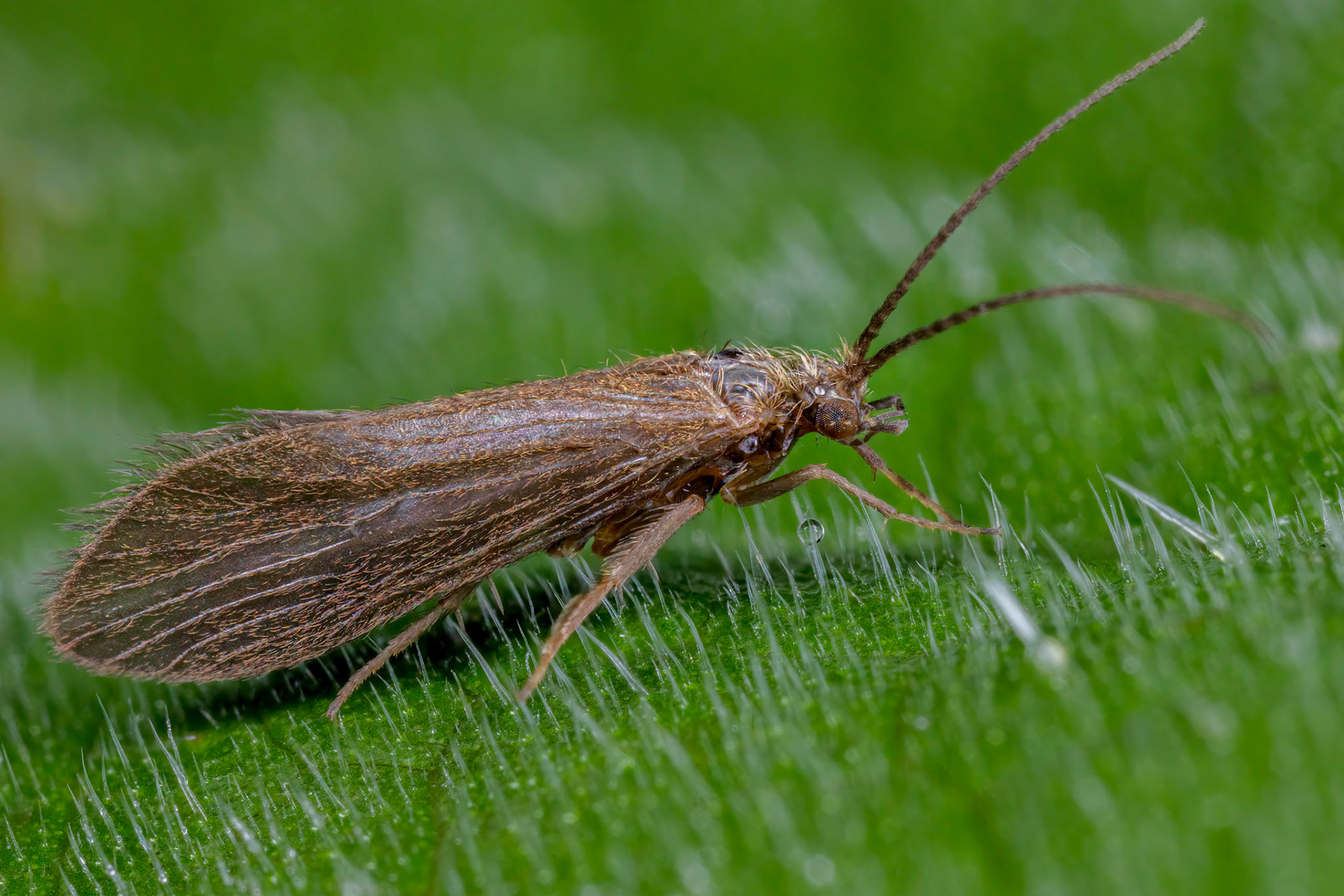 Common Clothes Moth (Tineola bisselliella)