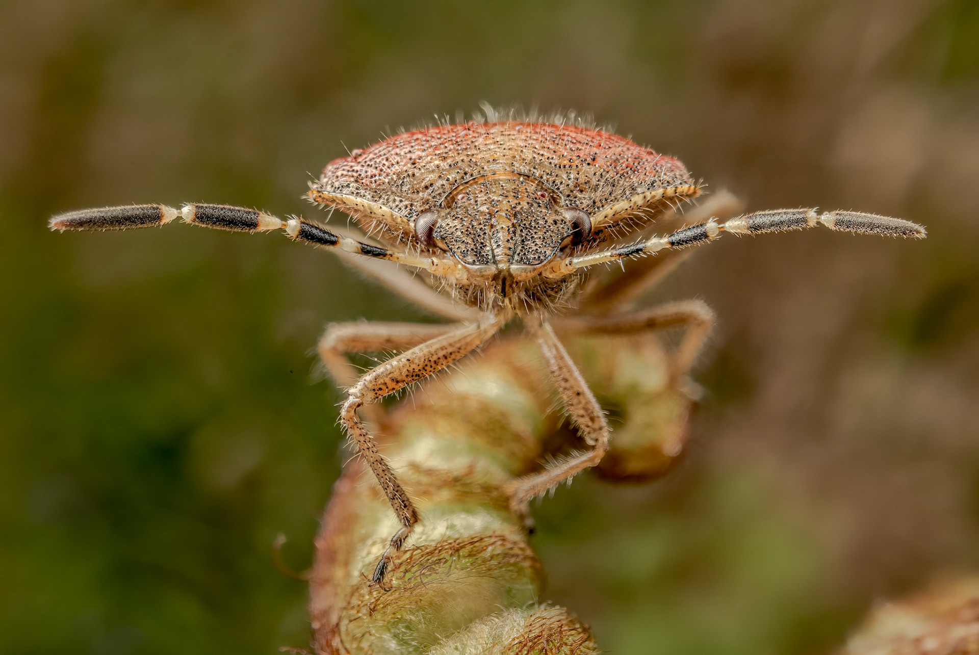 Hairy Shieldbug (Dolycoris baccarum)