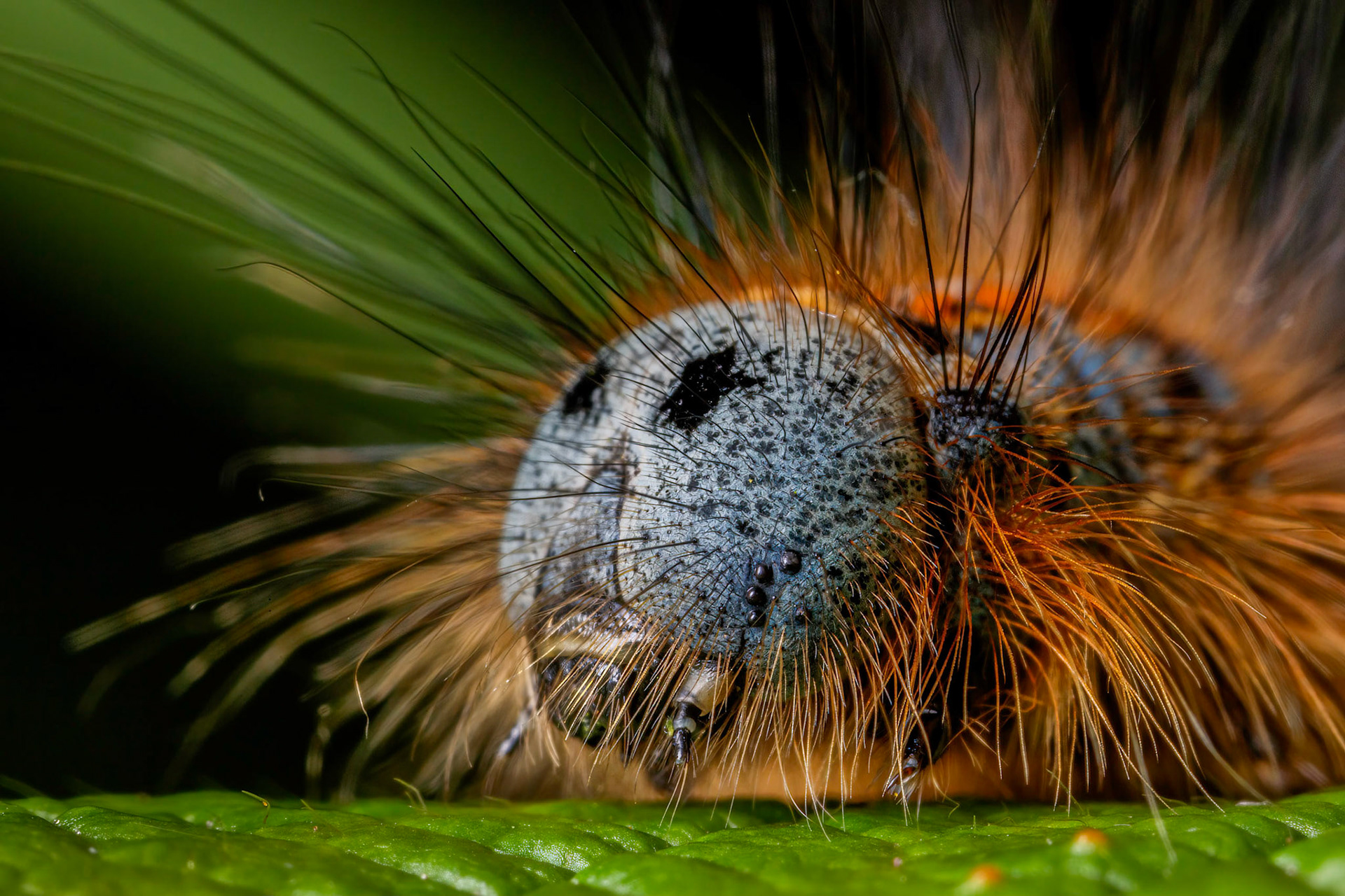 Lackey Moth Caterpillar