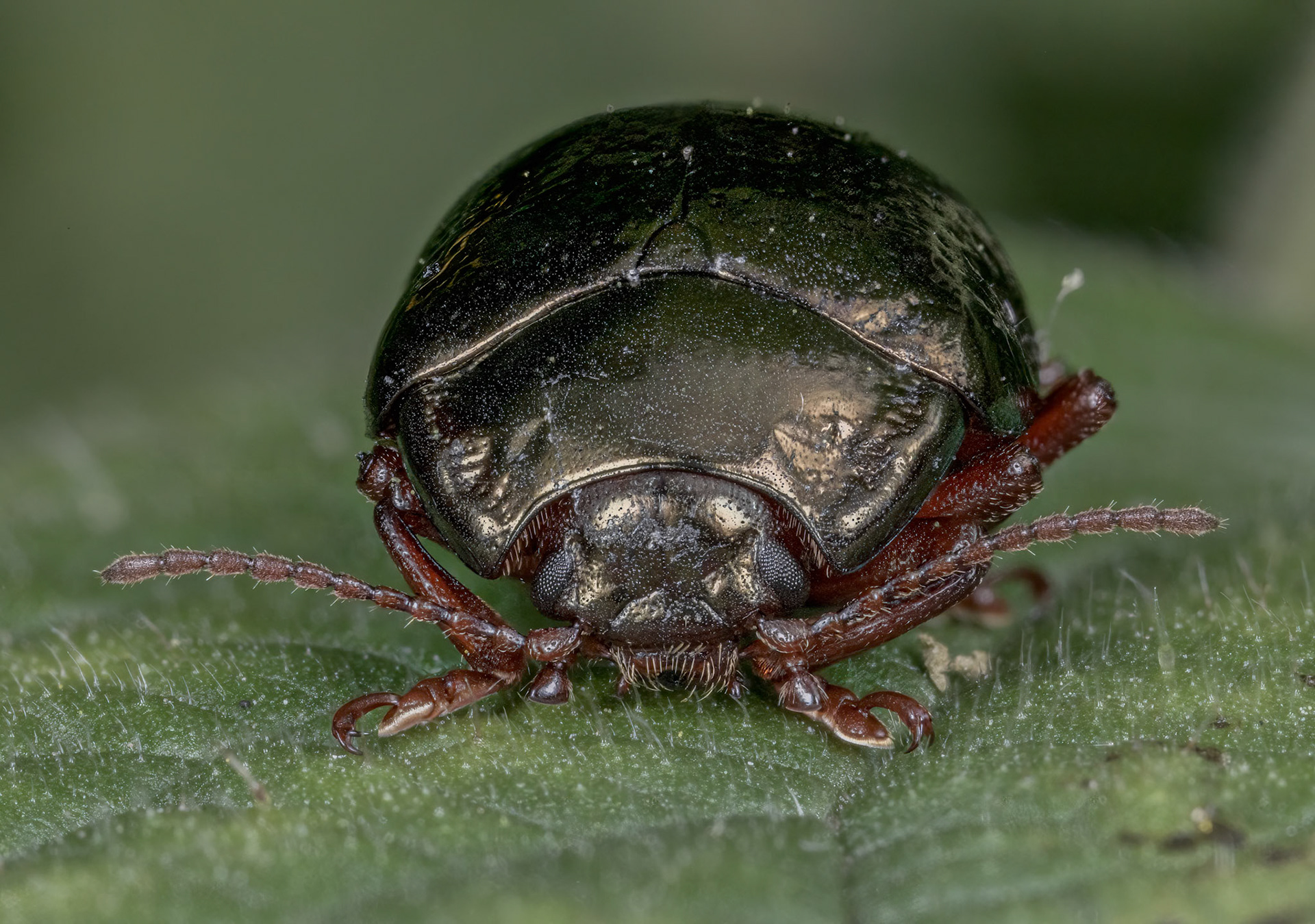Chrysolina hyperici?