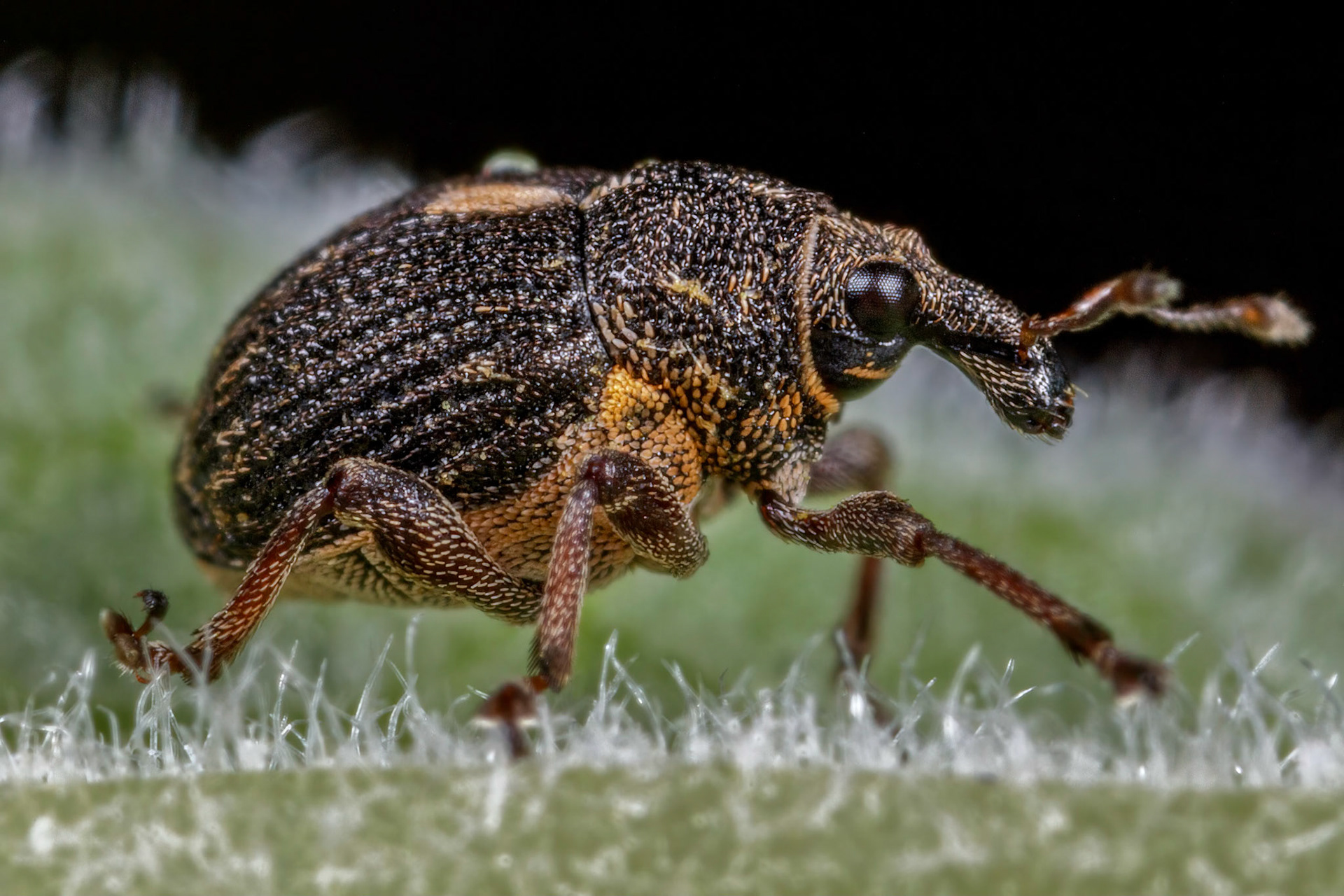 Rhinoncus pericarpius