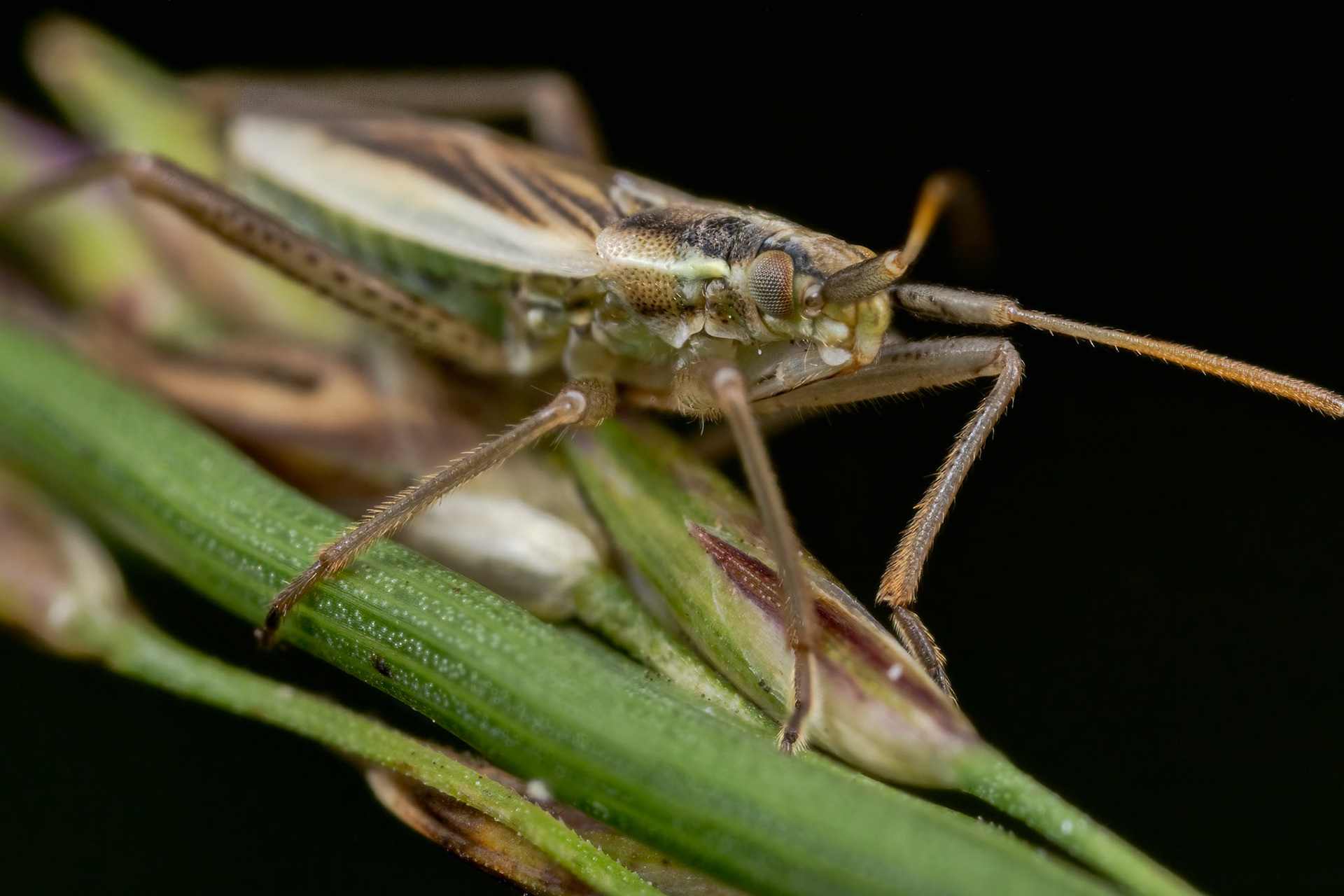 Plant Bug (Notostira elongata)