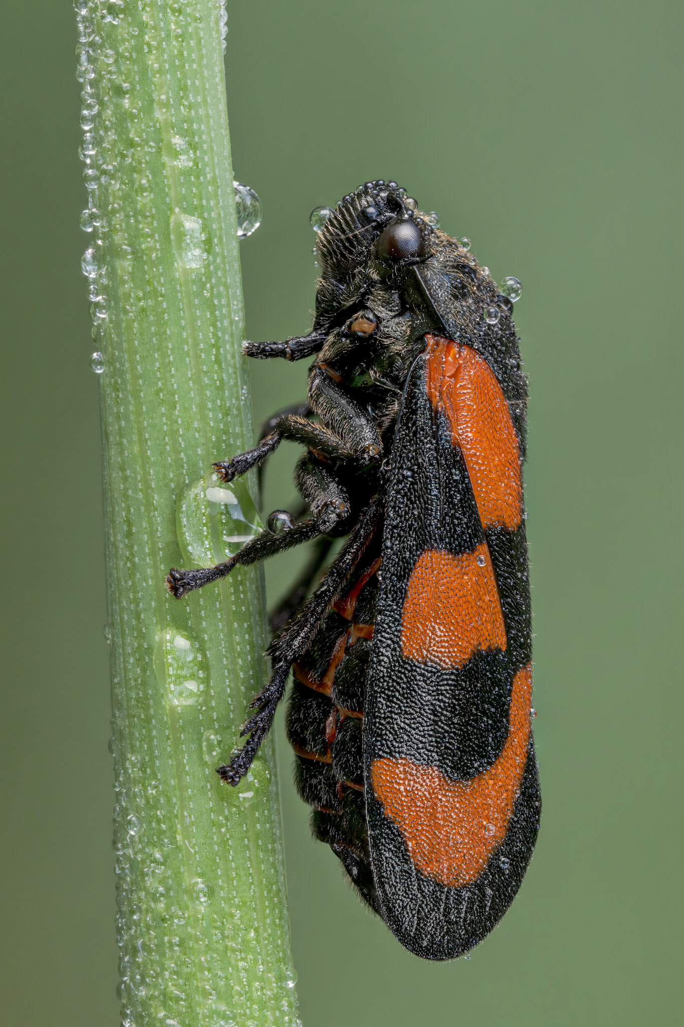 Black and Red Froghopper (Cercopis vulnerata)