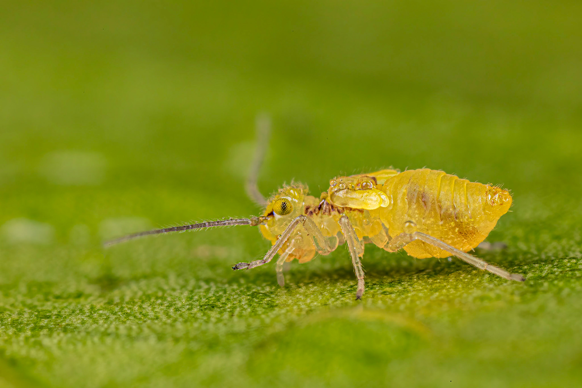 Barkfly Nymph