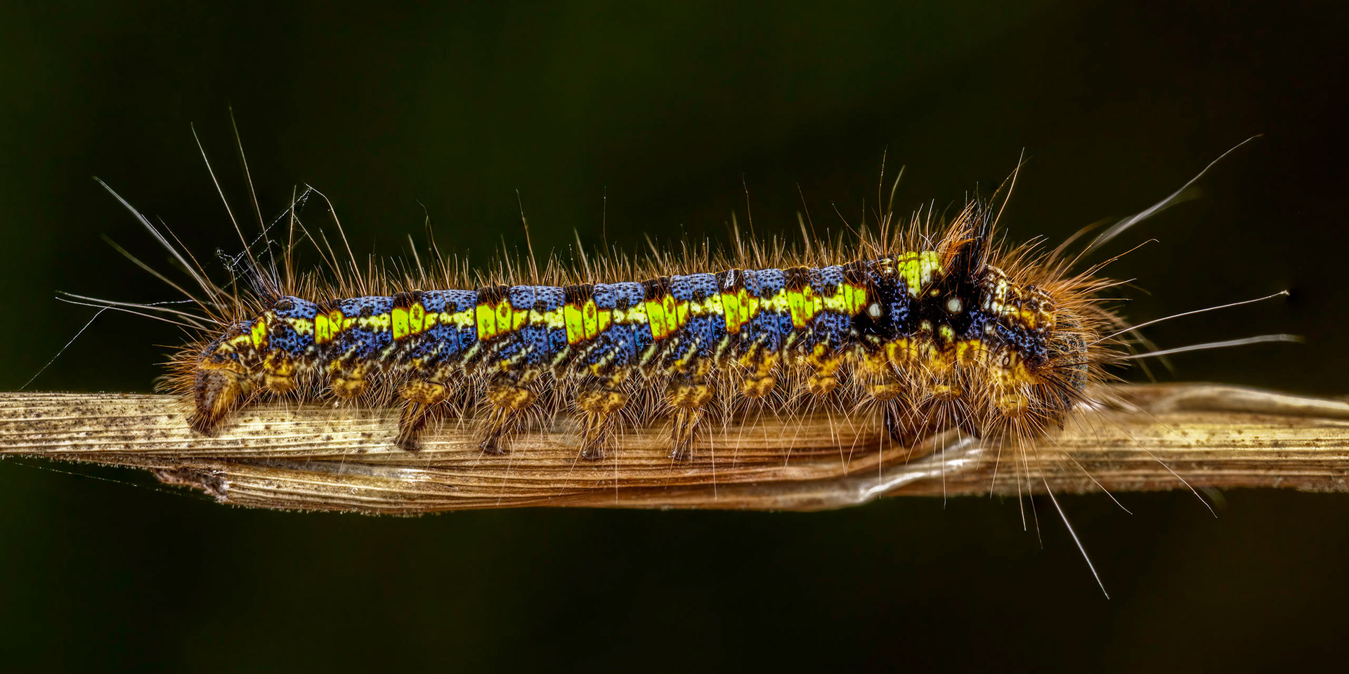 Drinker Moth Caterpillar (Euthrix potatoria)