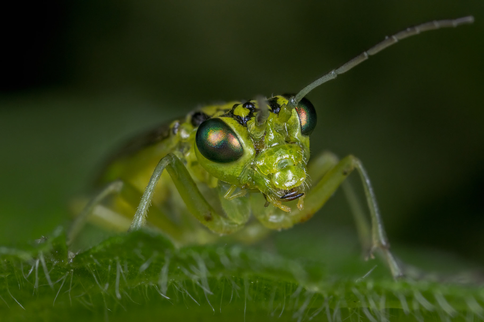 Green Sawfly (Rhogogaster viridis)