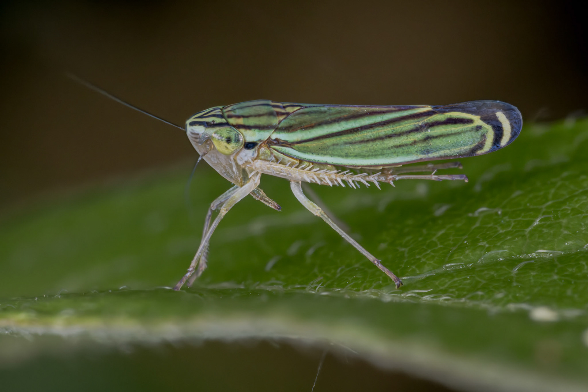 Yellow-striped Leafhopper (Sibovia occatoria)