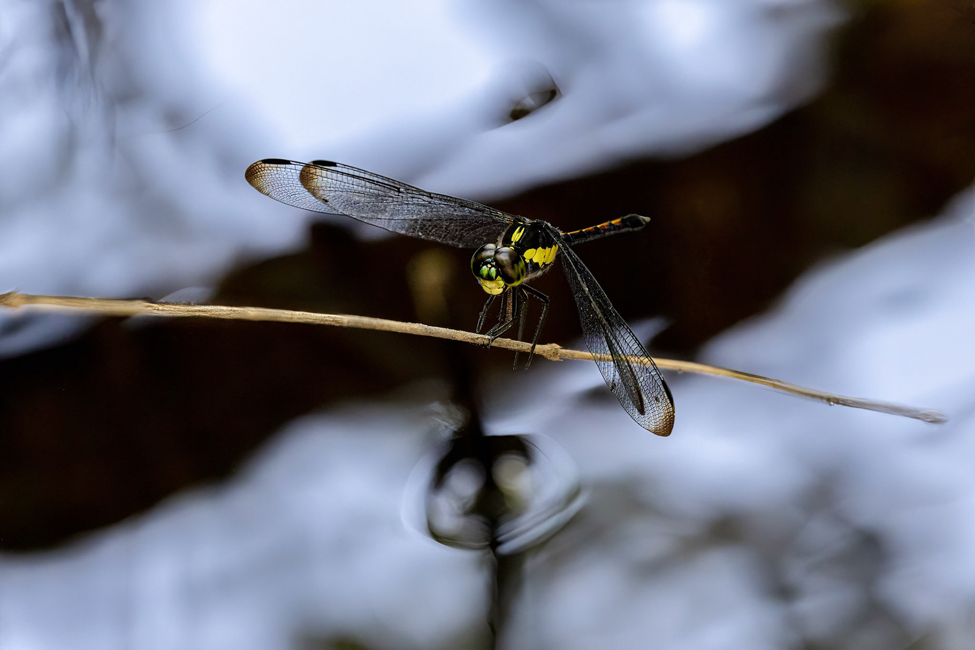 Agrionoptera longitudinalis