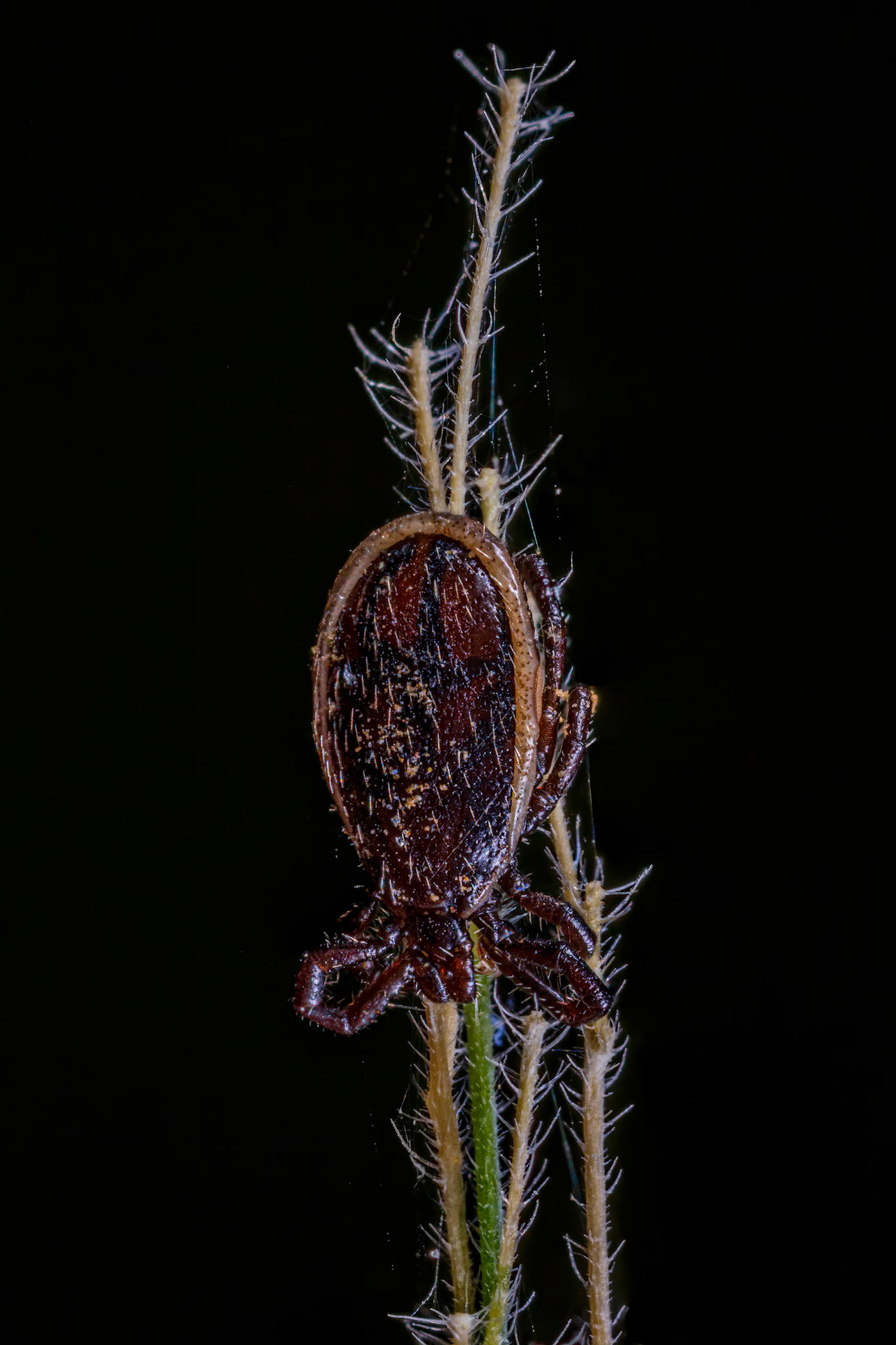 Hard Tick (Ixodes Ricinus)