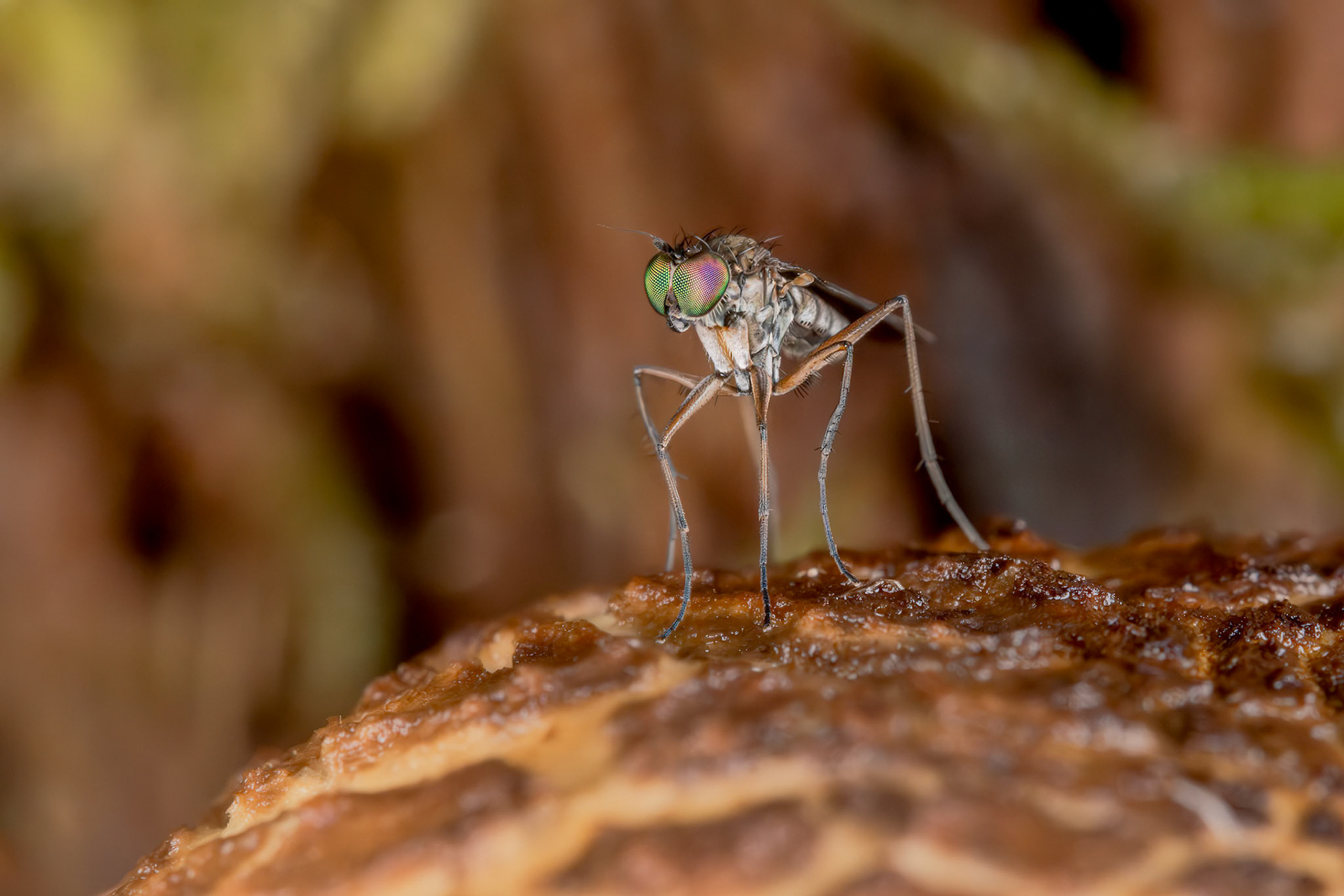Long-Legged Fly (Dolichopodidae)