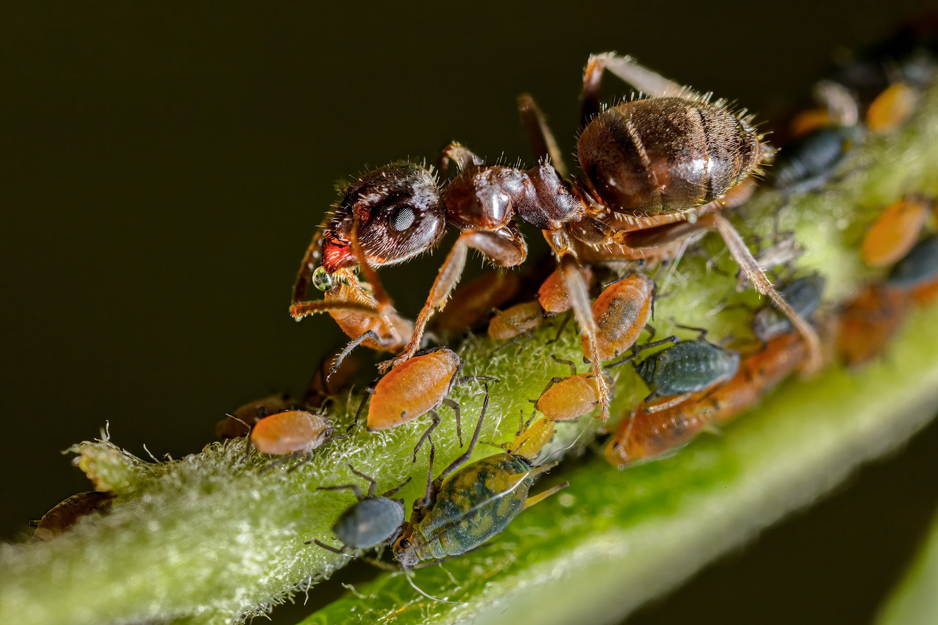Wood Ant protecting group of small willow aphids (Aphis farinosa)