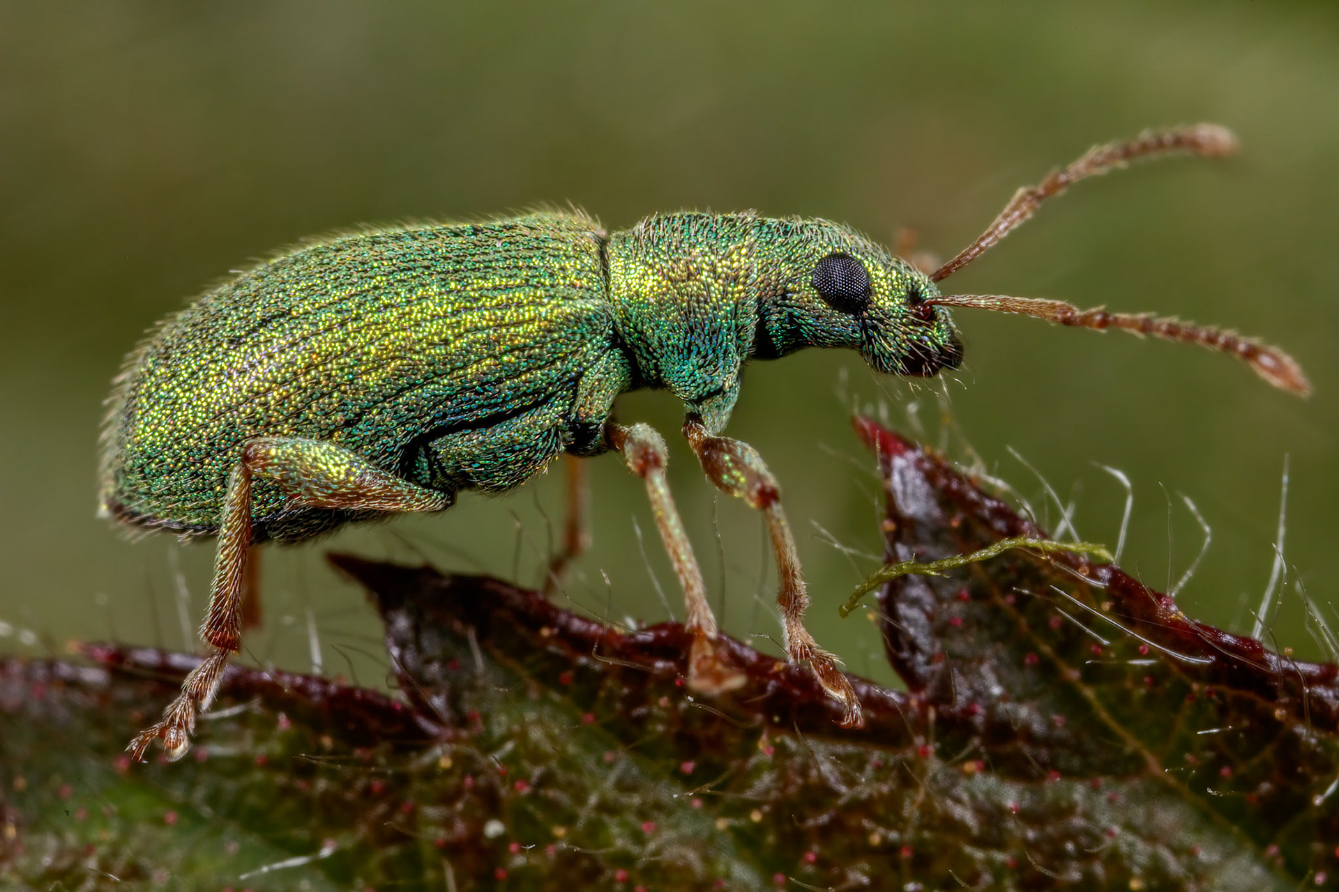 Broad-nosed Weevil (Phyllobius virideaeris)