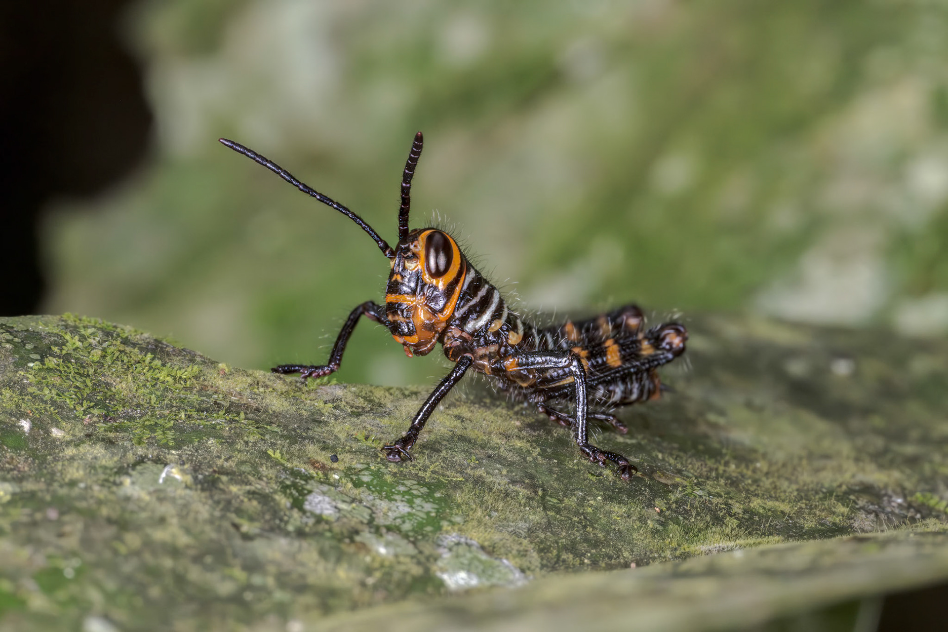 Giant Red-winged Grasshopper Nymph (Tropidacris cristata)