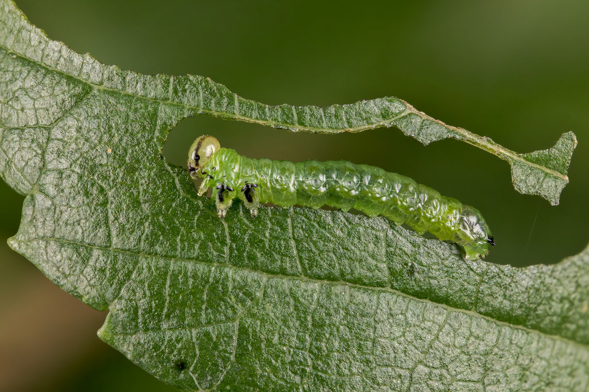Willow Sawfly (Nematus lucidus?)