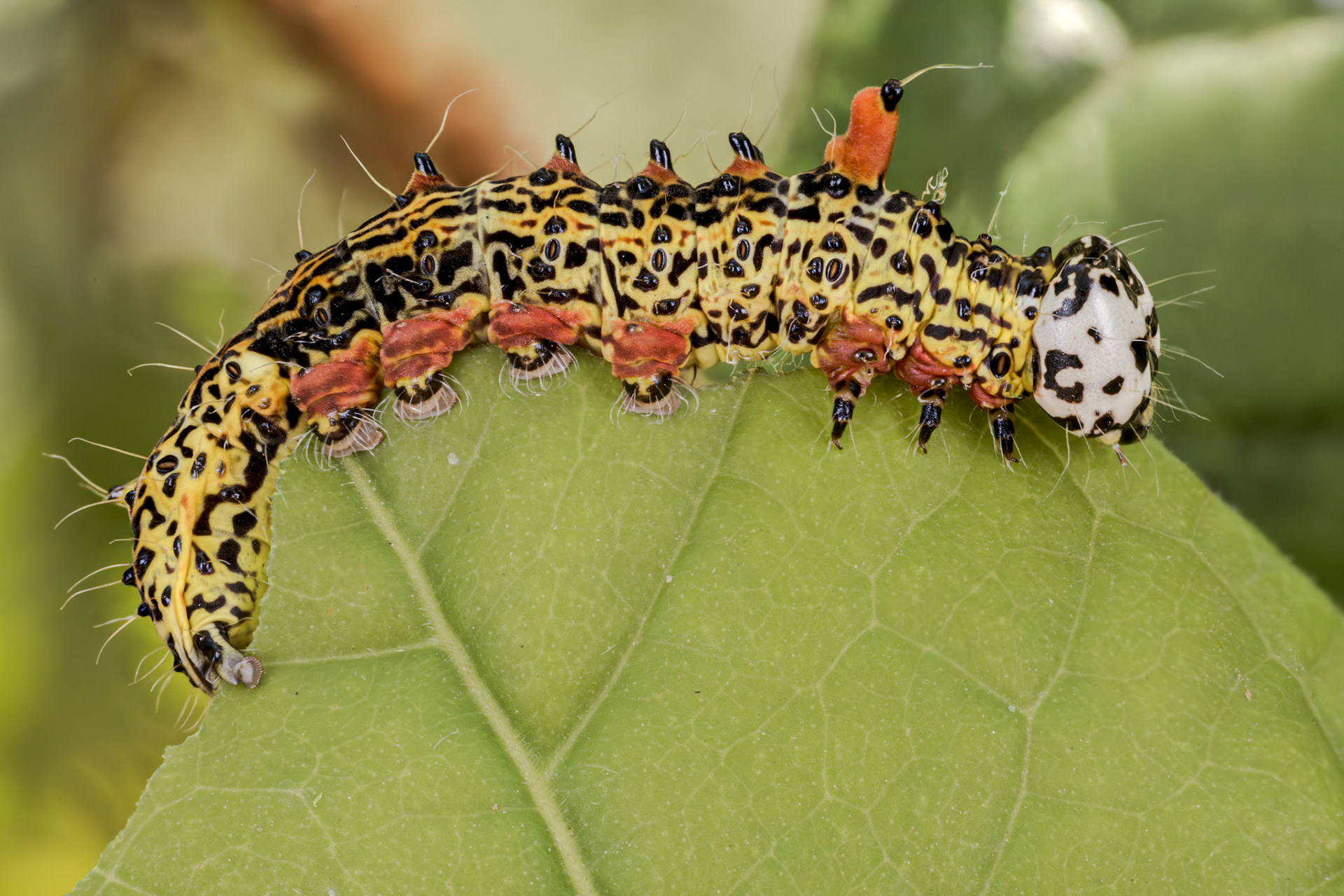 Red-humped Caterpillar Moth (Oedemasia concinna)