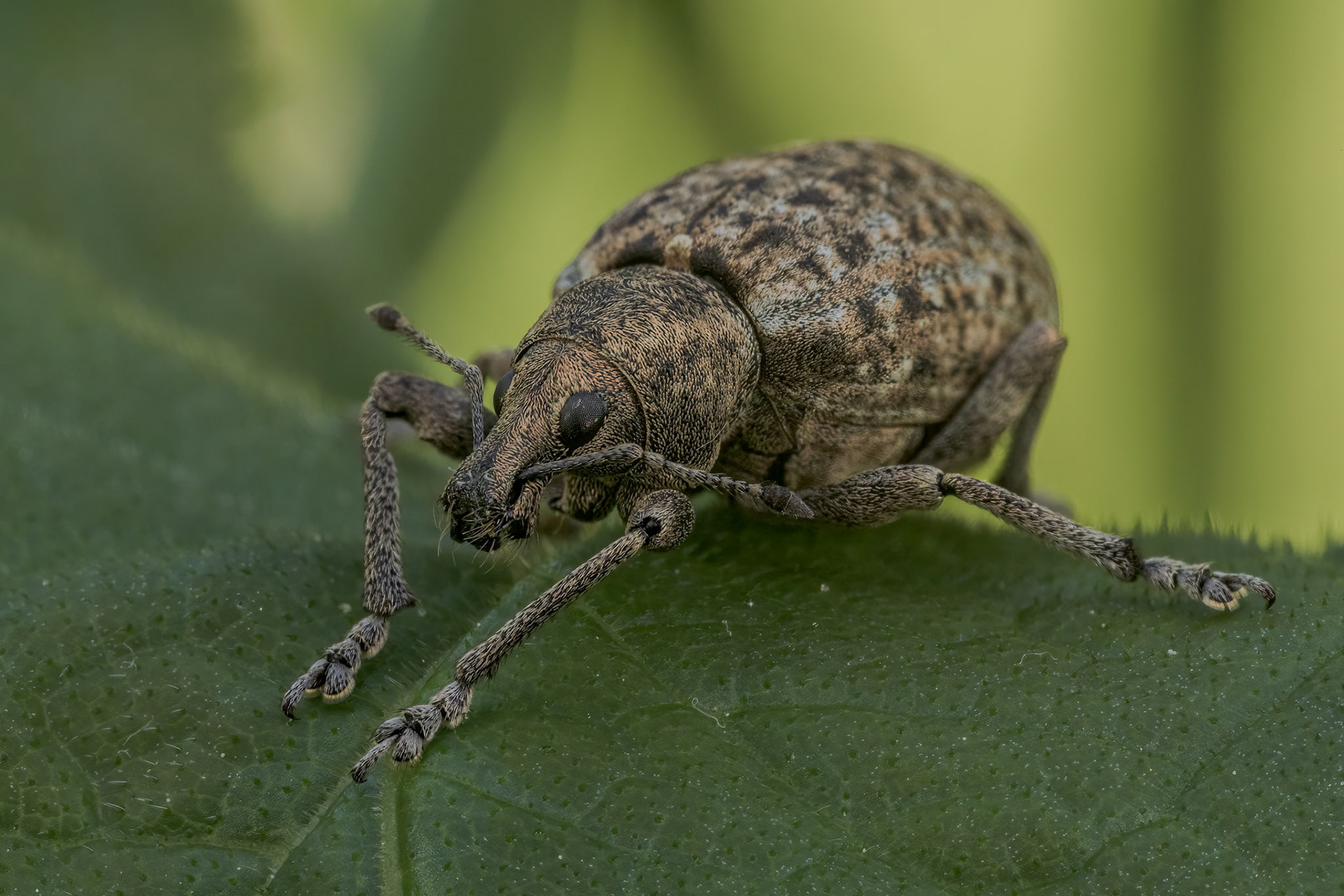 Chequered Weevil (Liophloeus tessulatus)