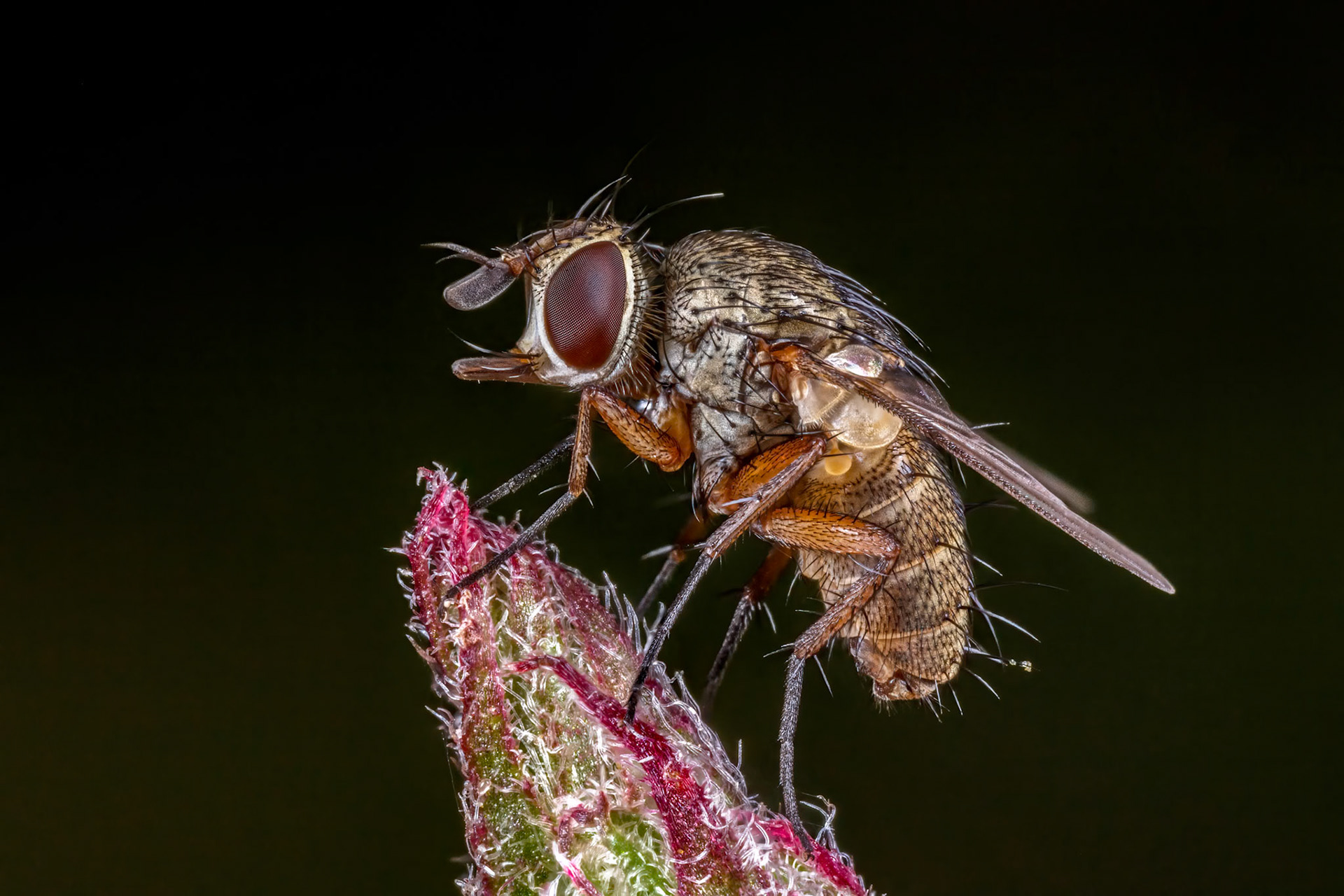 Fly (Diptera)
