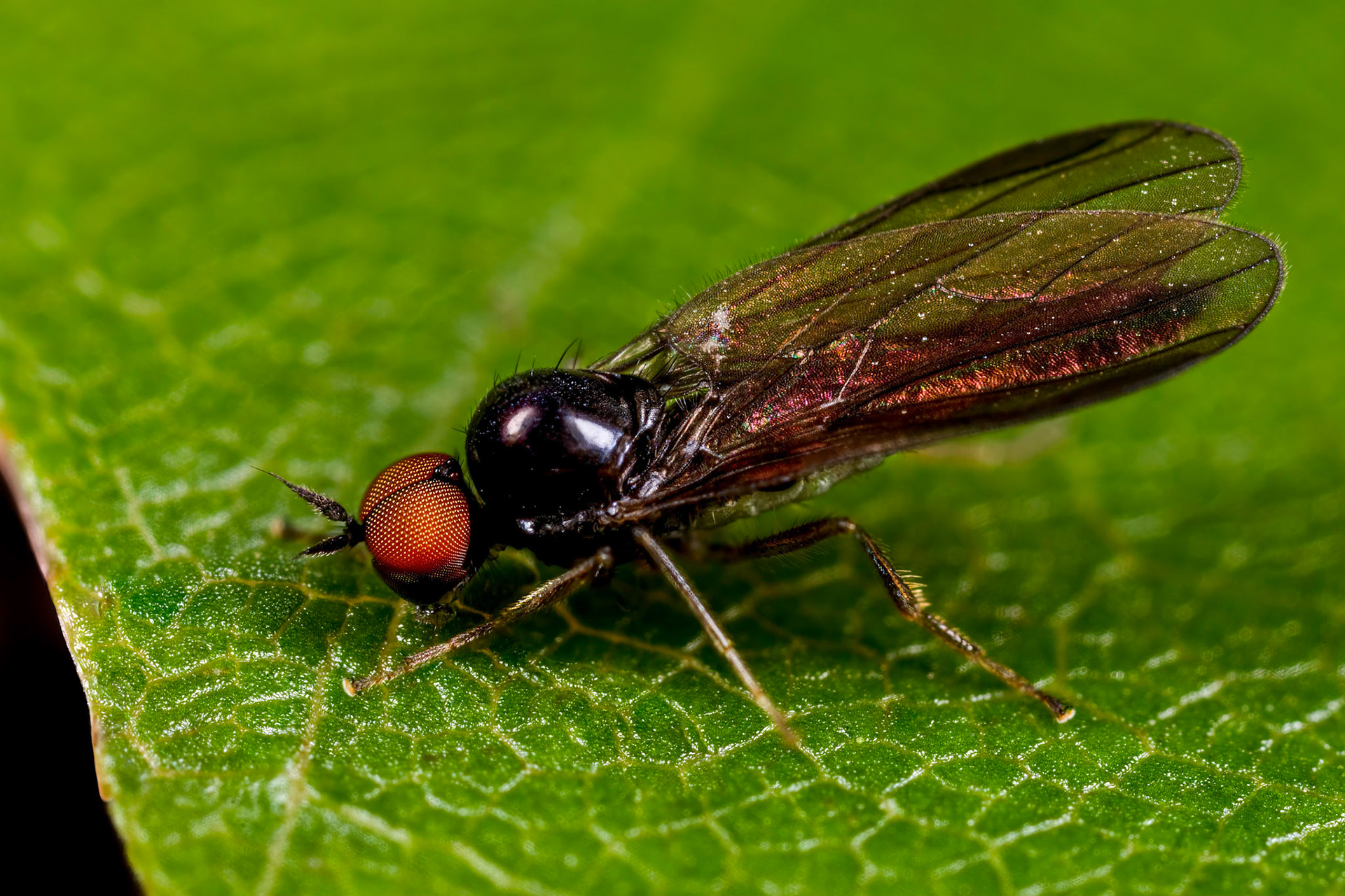Soldier fly (Stratiomyidae)