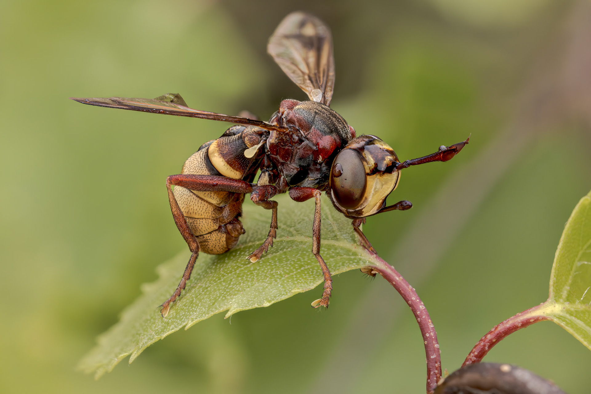 Hornet-mimic Thick-headed Fly (Conops vesicularis)