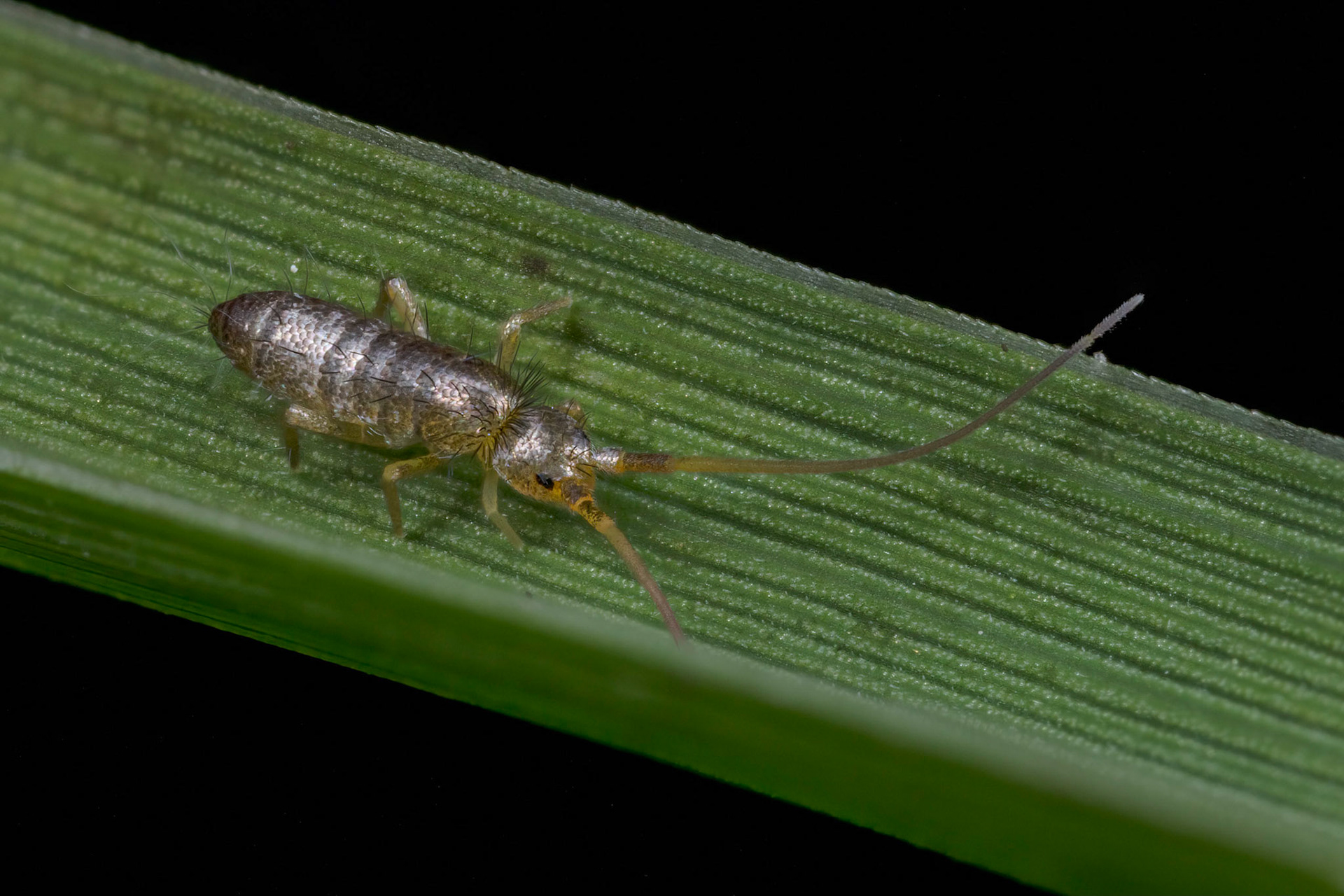 Dagger Fly (Empididae)