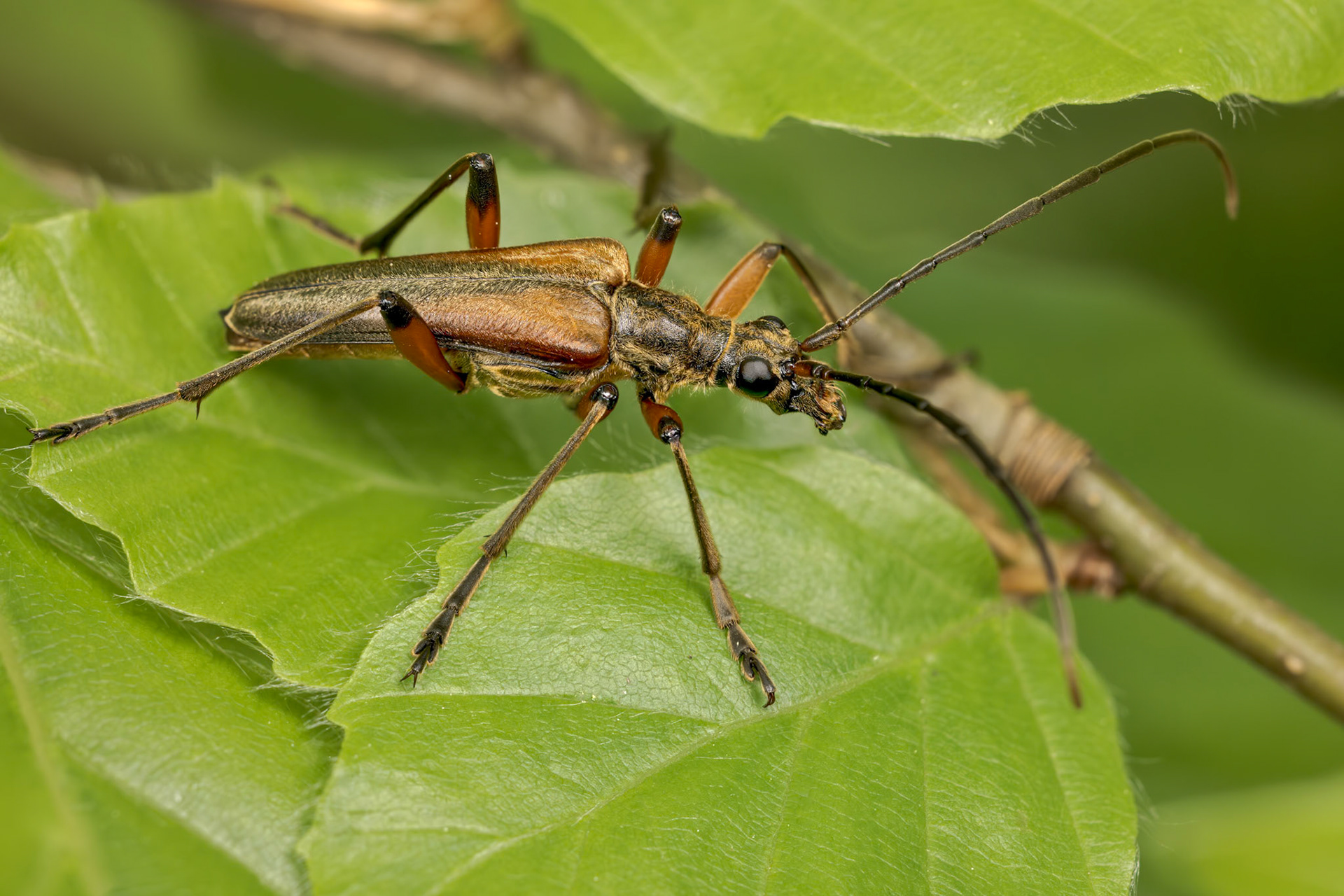 Variable Longhorn Beetle (Stenocorus meridianus)
