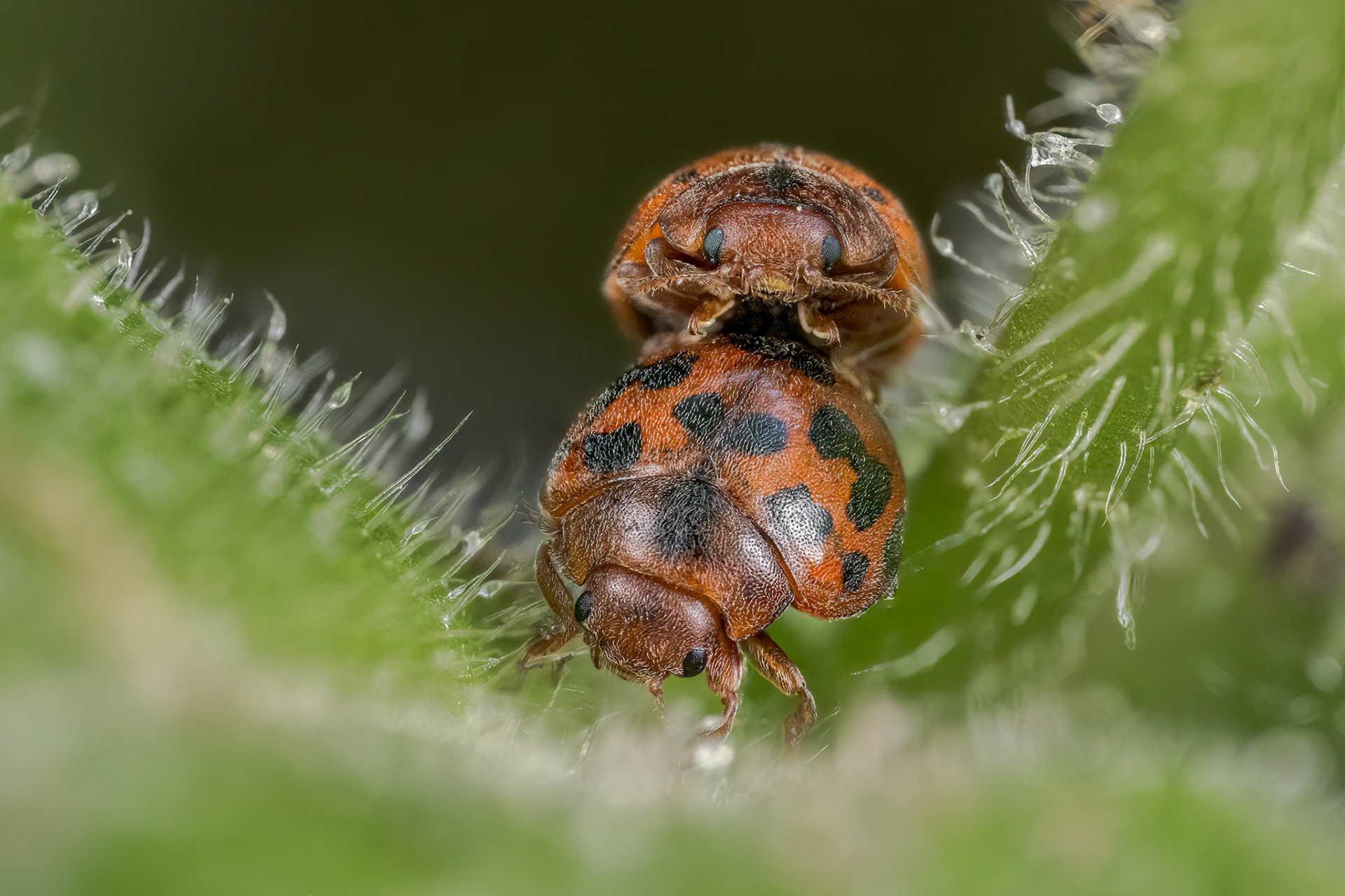 24 Spot Ladybird