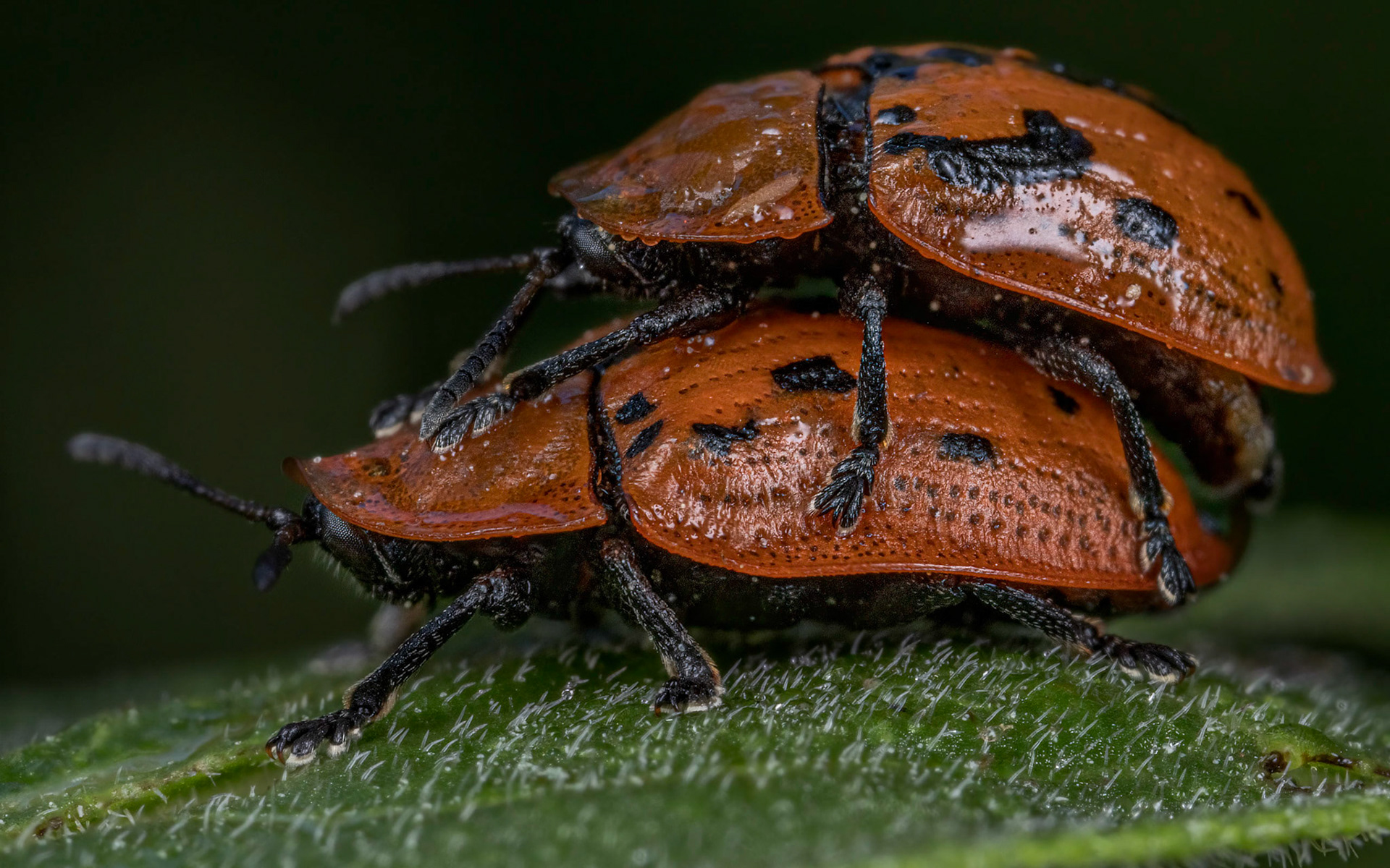 Fleabane Tortoise Beetle (Cassida murraea)