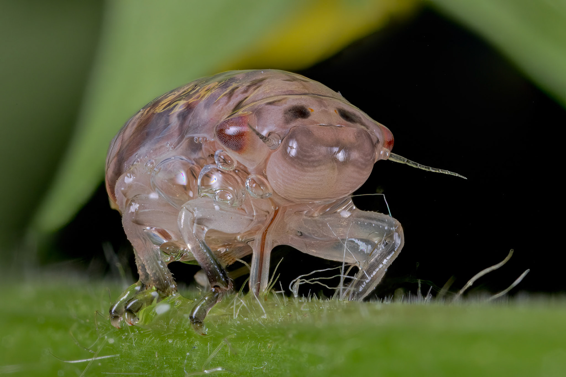 Spittlebug
