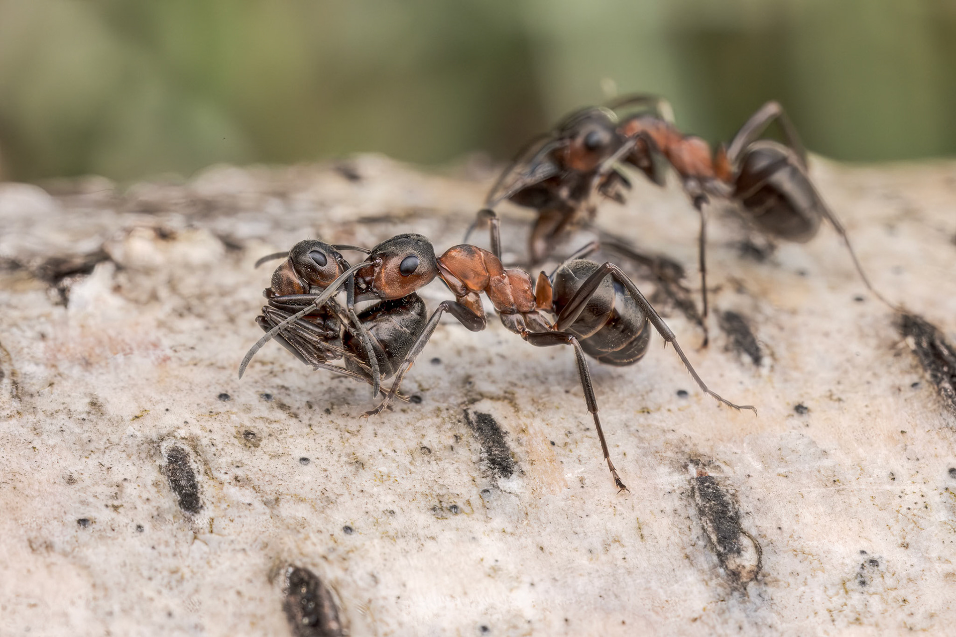 Southern Wood Ant (Formica rufa)