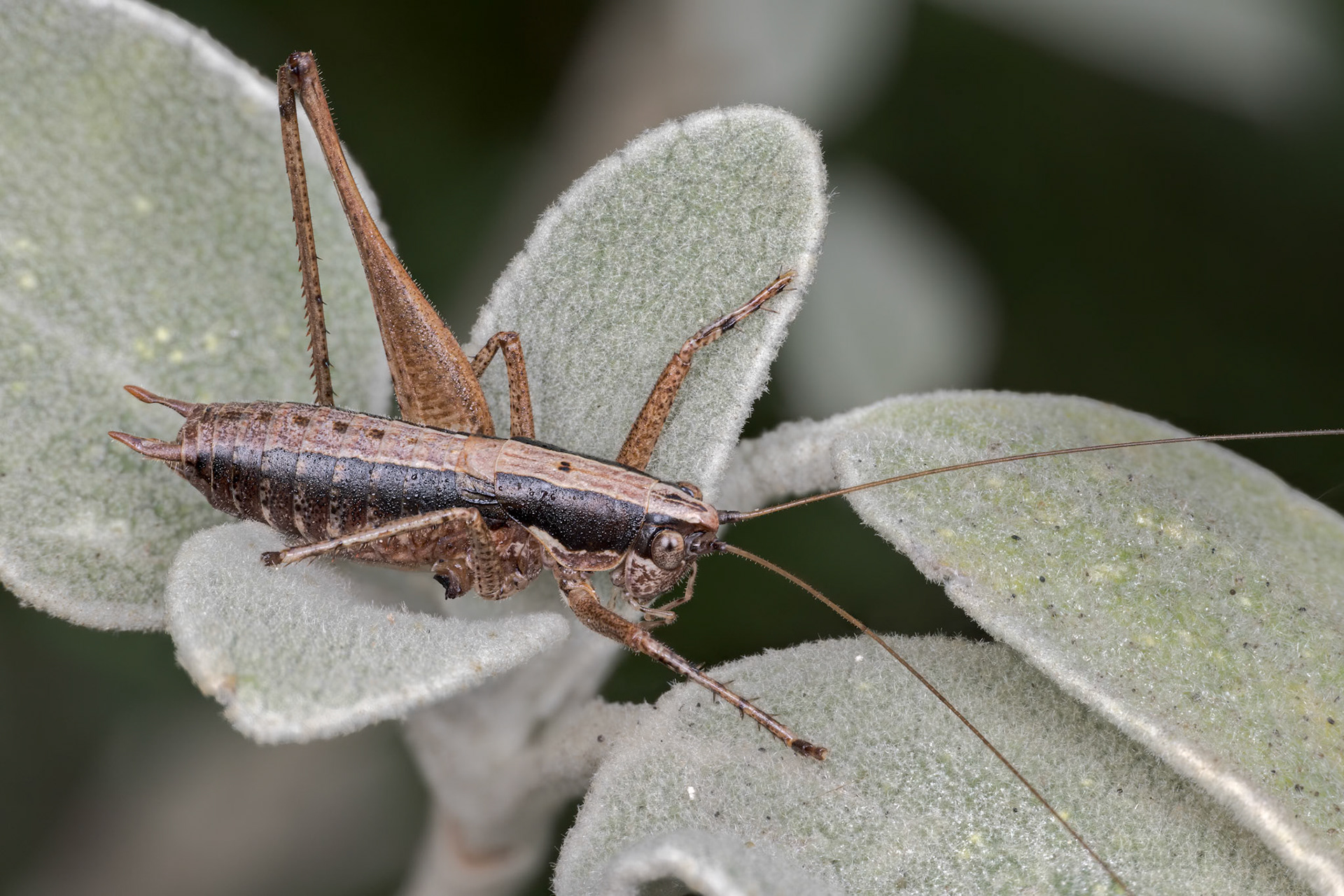 Mediterranean Bush-Cricket (Rhacocleis germanica)