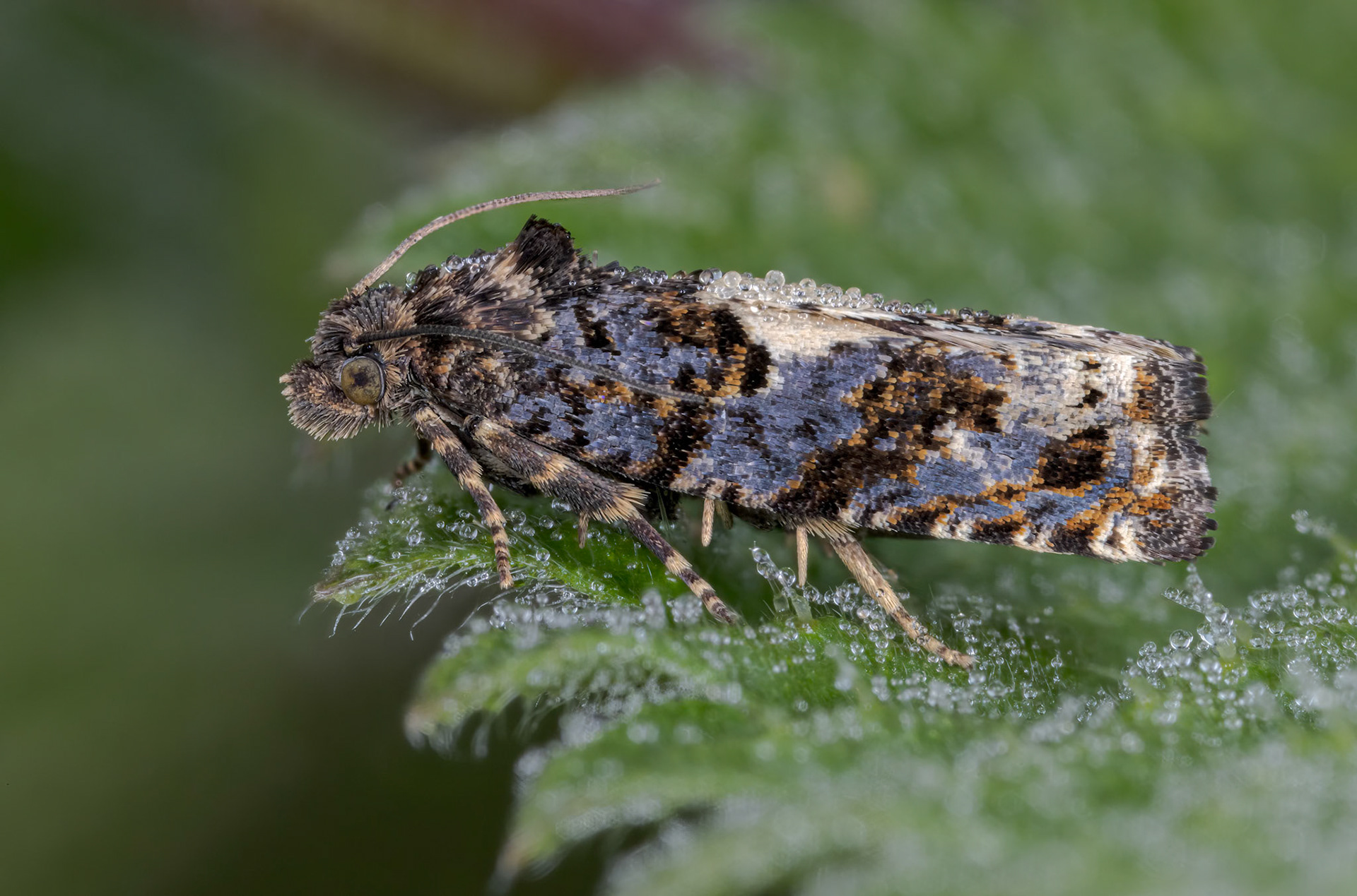 Epiblema cirsiana - Knapweed Bell