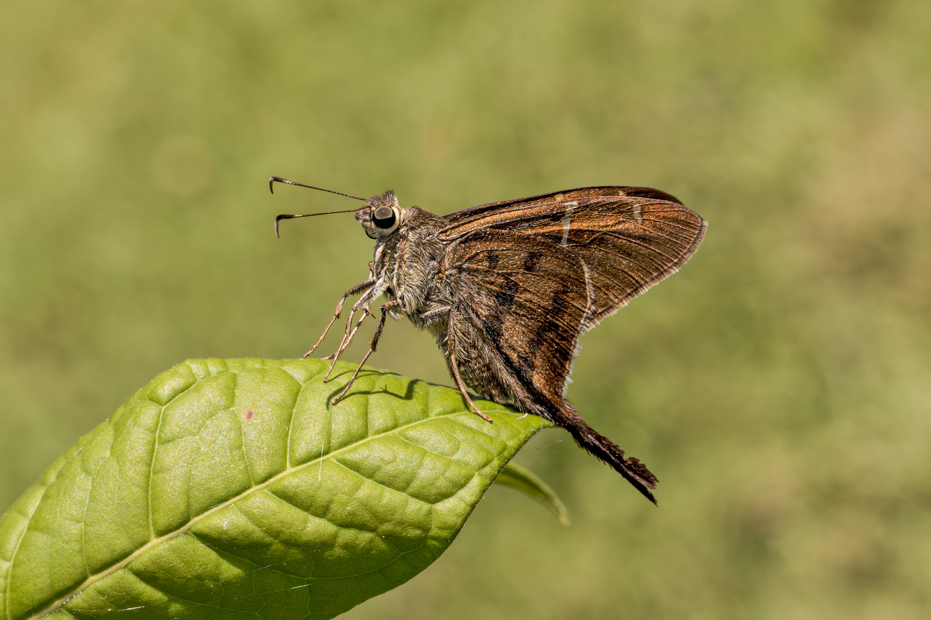 Brown Longtail (Spicauda procne)