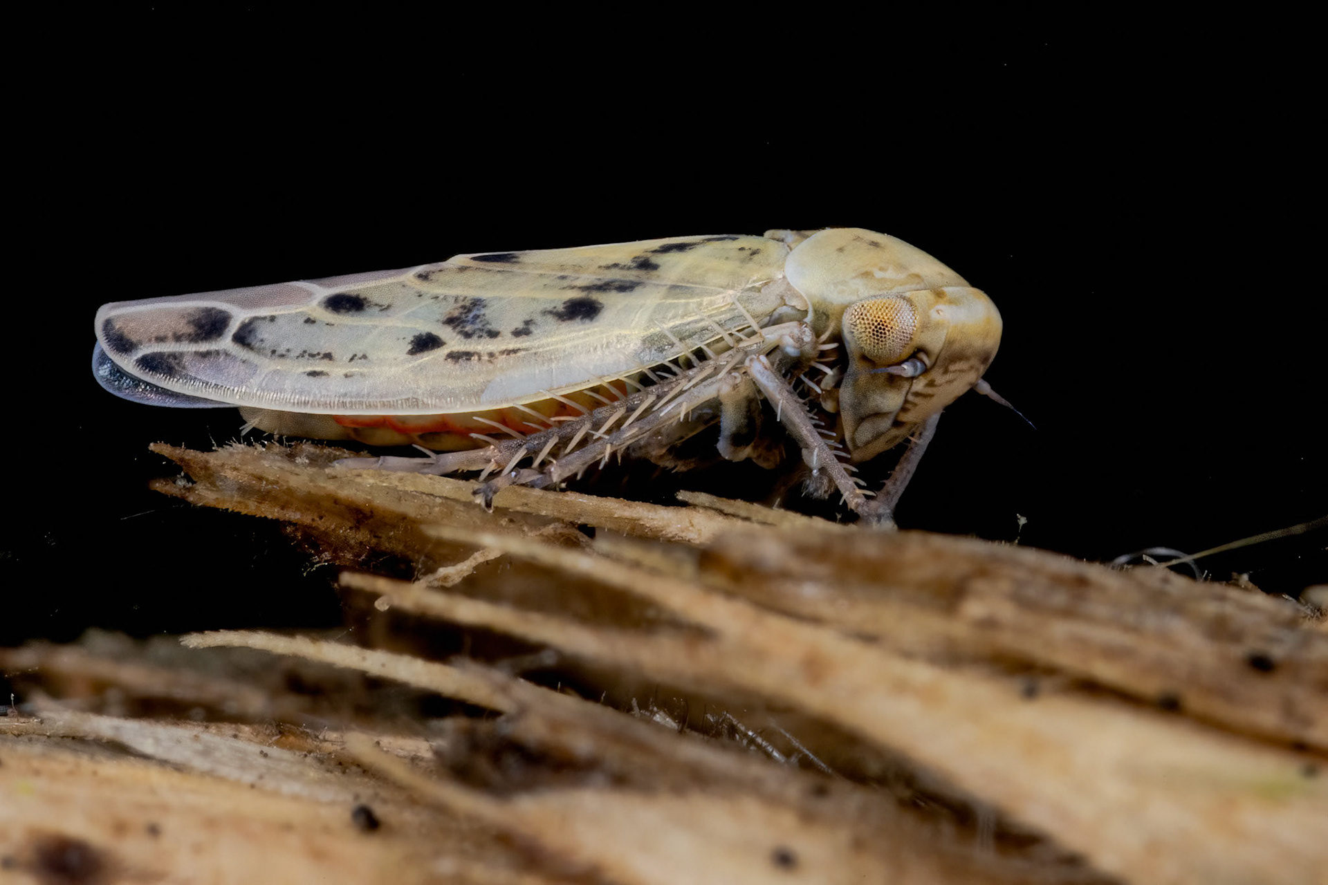 Leafhopper (Cicadellidae)