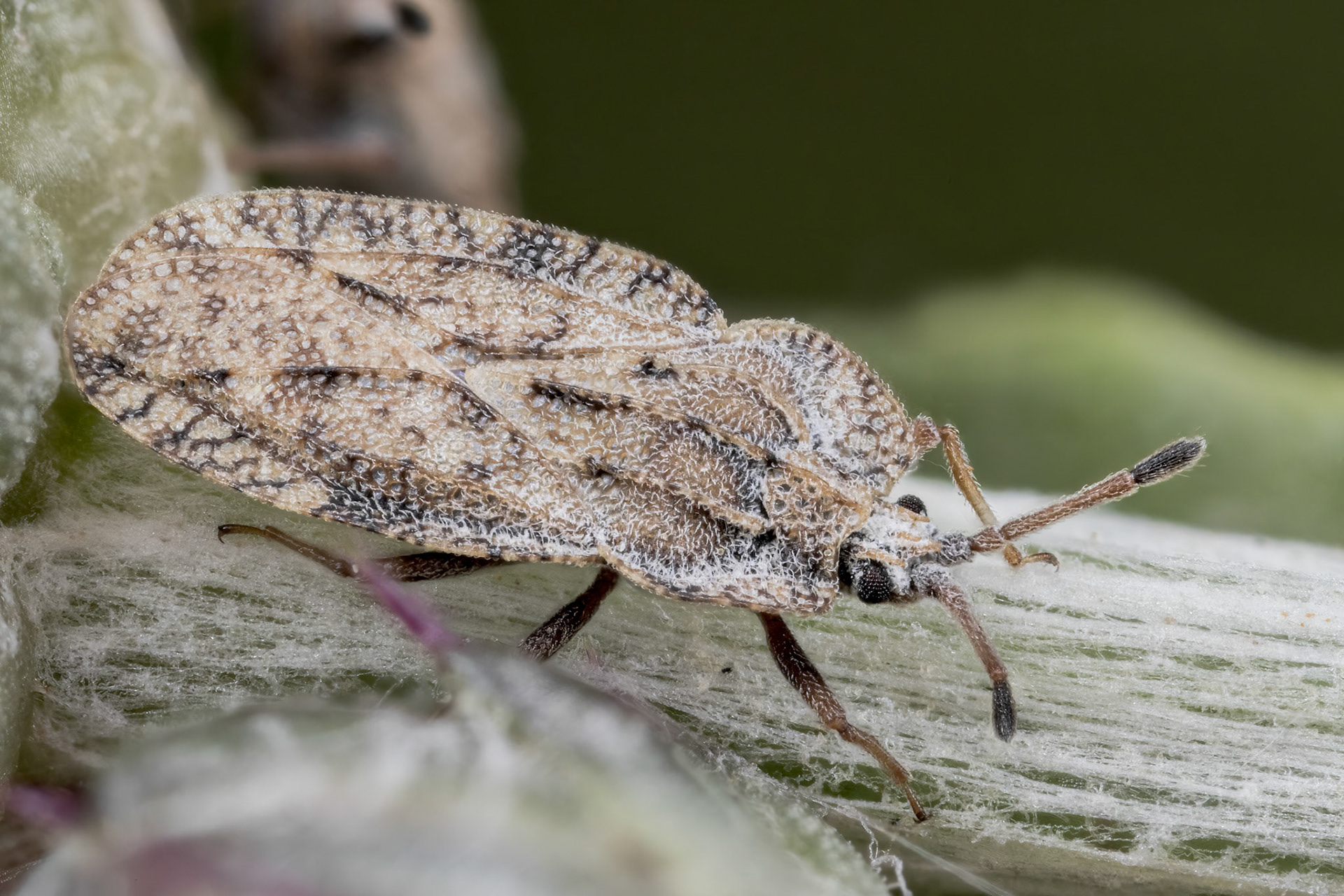 Spear Thistle Lacebug (Tingis cardui)
