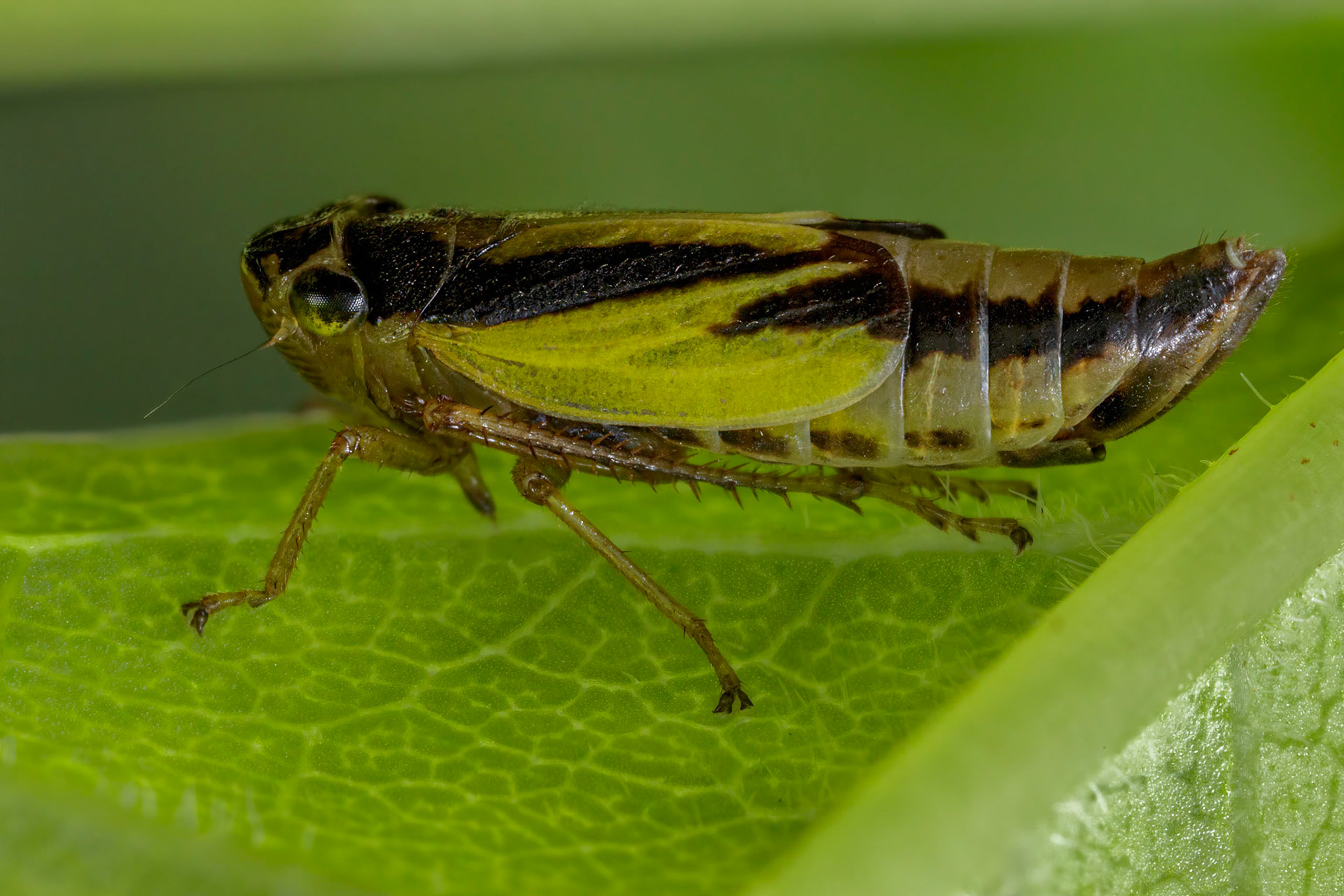 Leafhopper (Evacanthus interruptus)