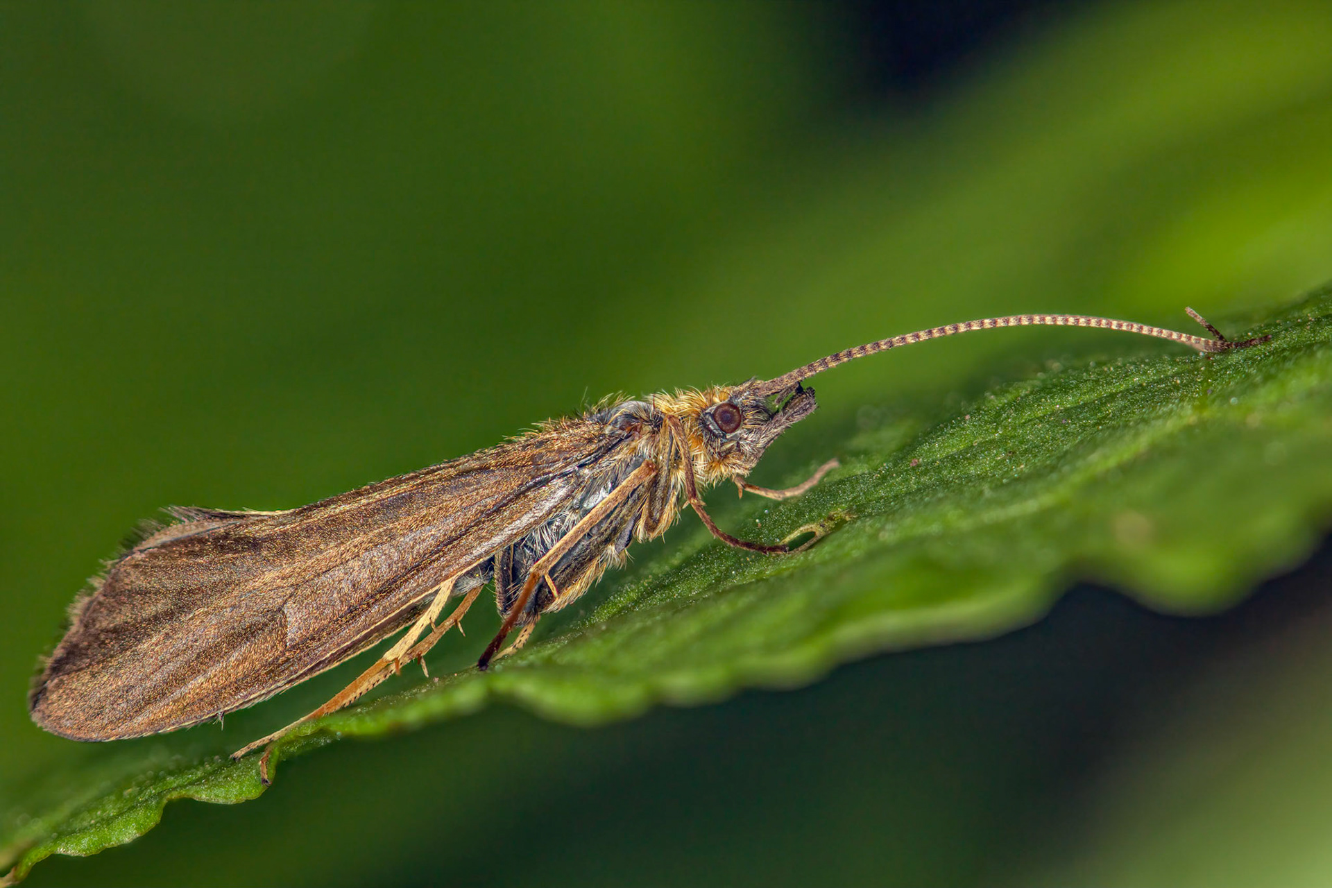 Moth (Crambus)