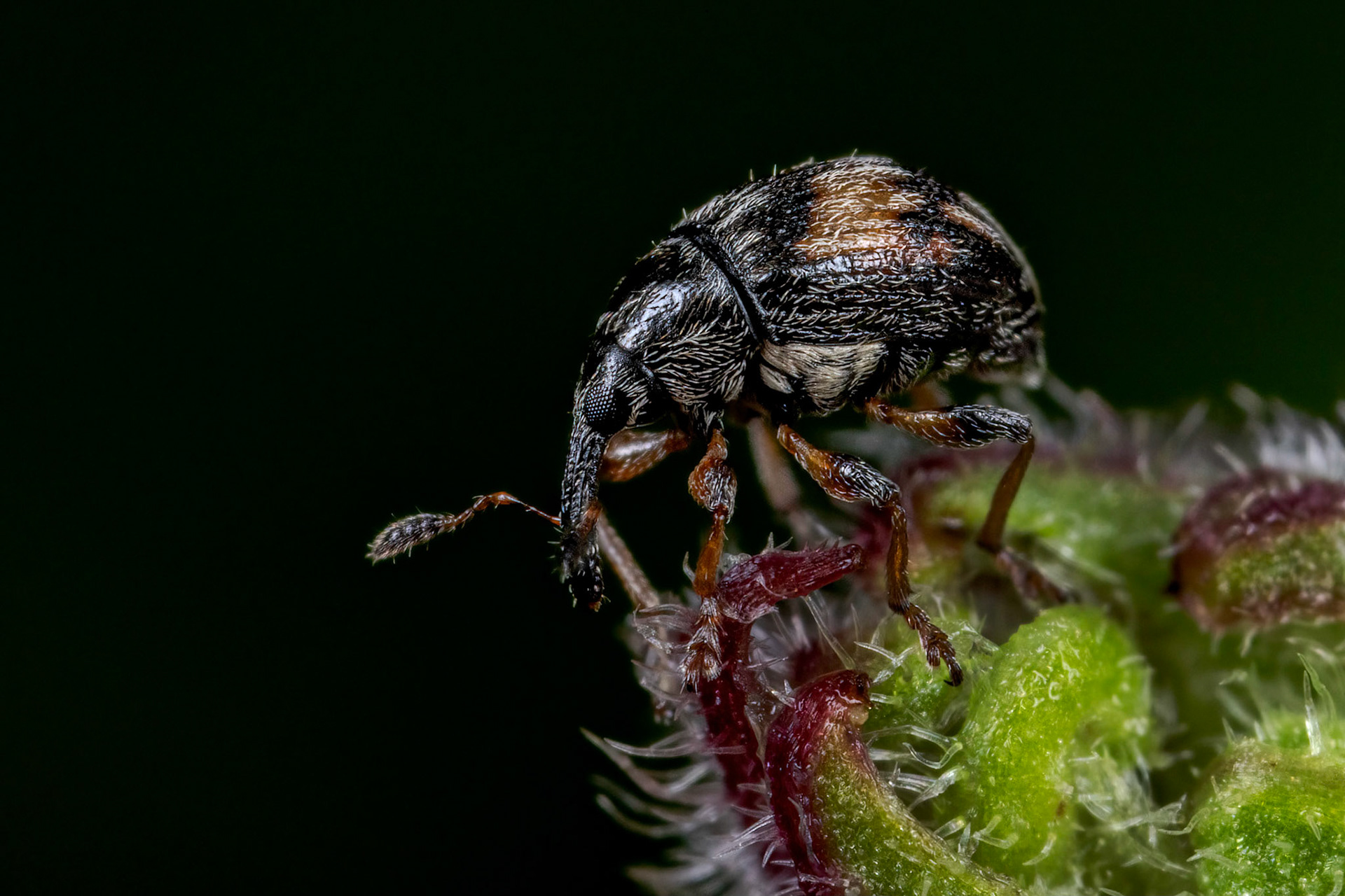 Nanophyes marmoratus