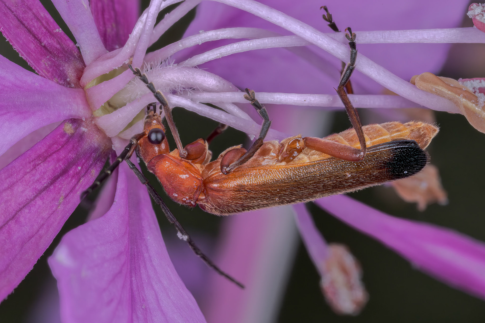 Common red soldier beetle (Rhagonycha fulva)