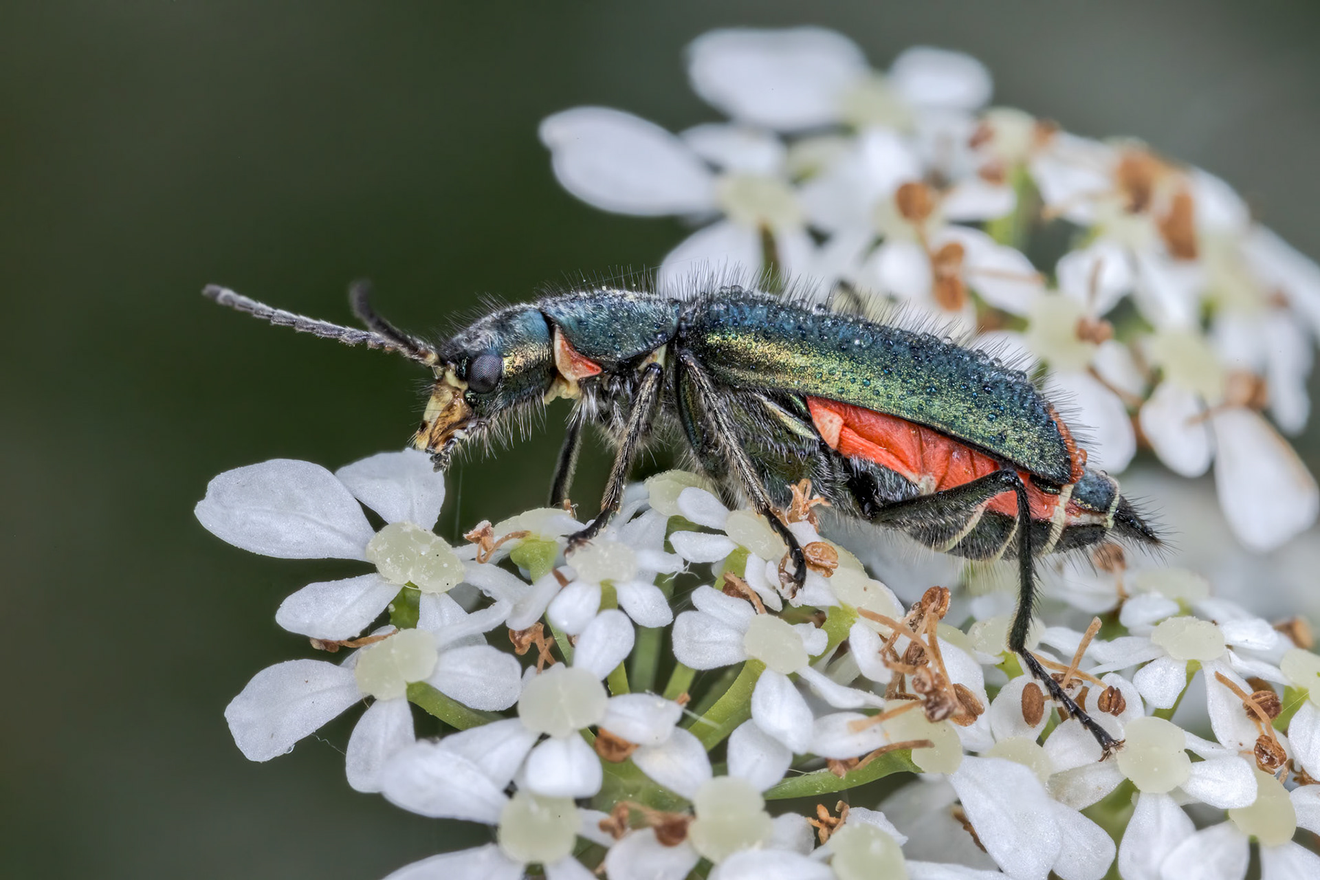 Common Malachite Beetle (Malachius bipustulatus)