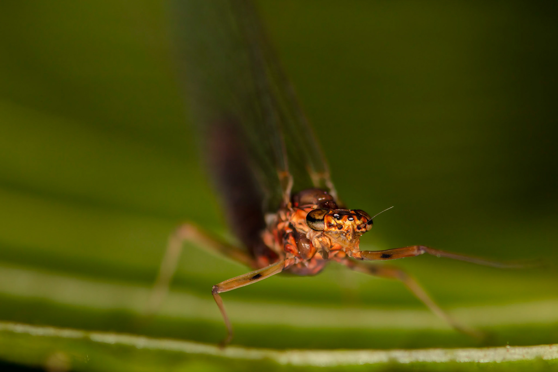 Stream Mayfly (Heptageniids)