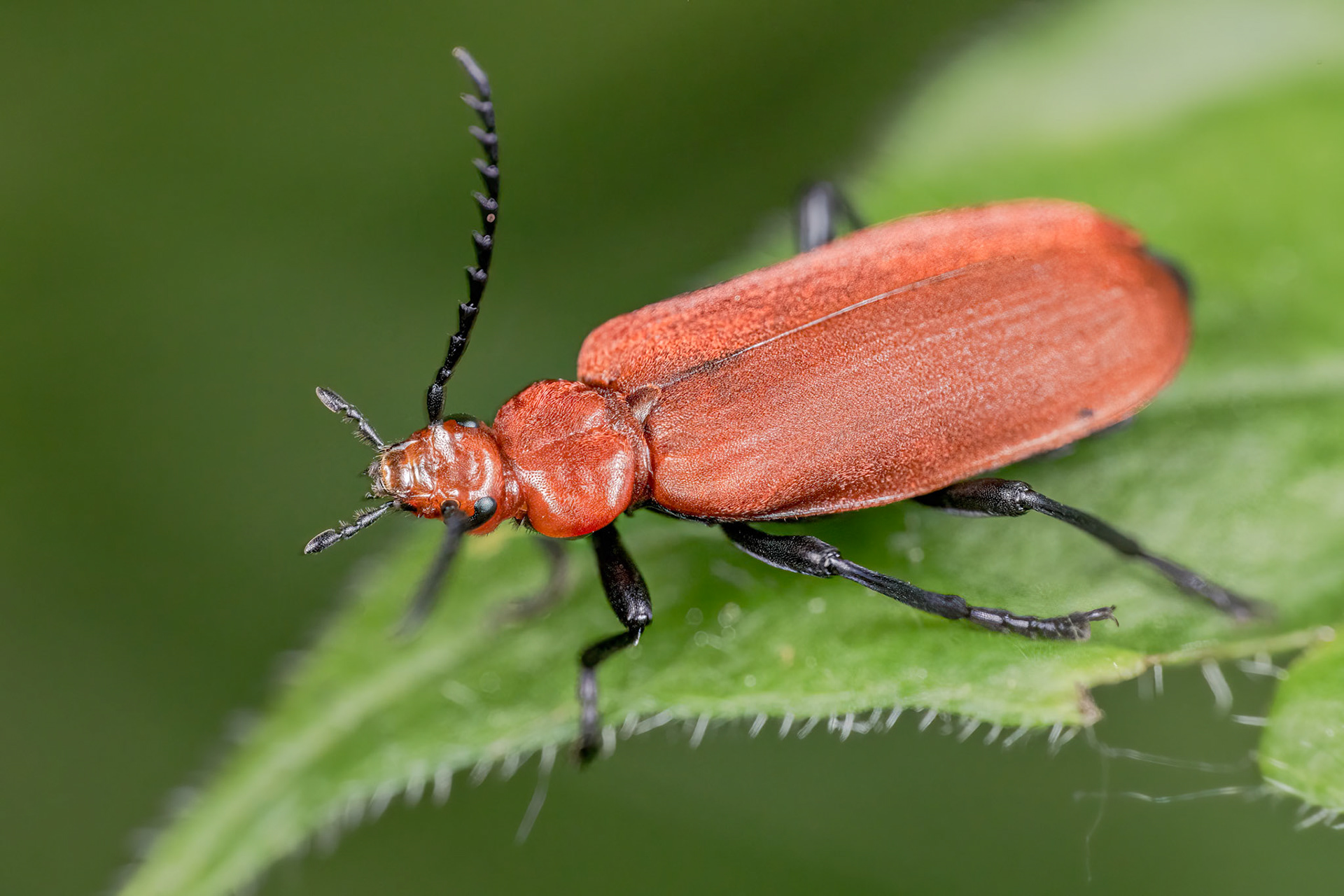 Cardinal Beetle