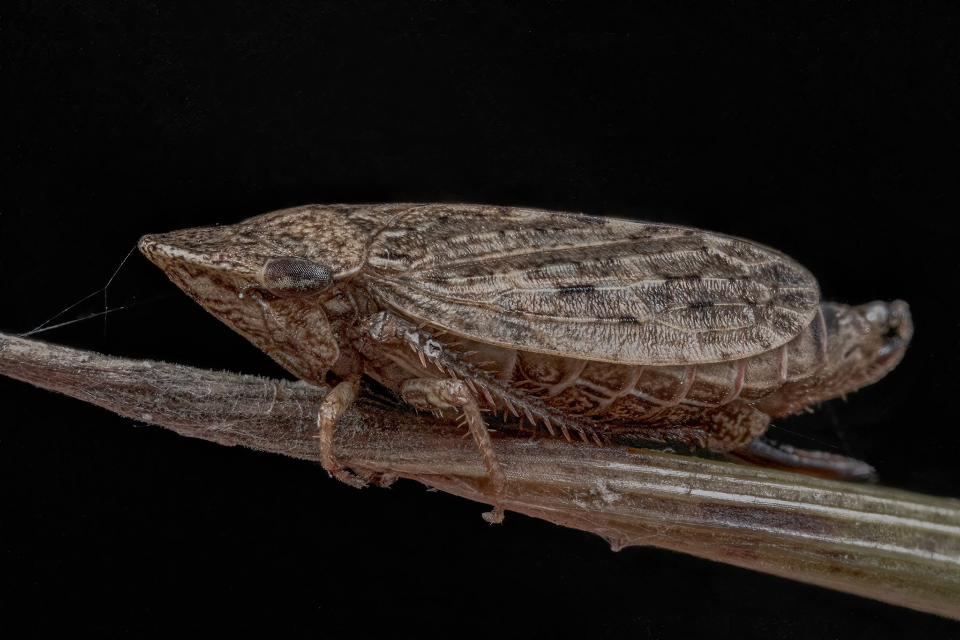 White-banded Leafhopper (Anoscopus albifrons)